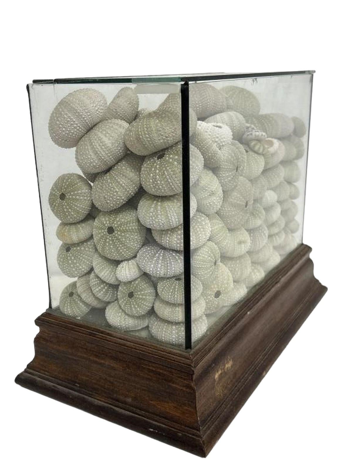American Large Glass Box Display of Sea Urchin Shells 11H For Sale