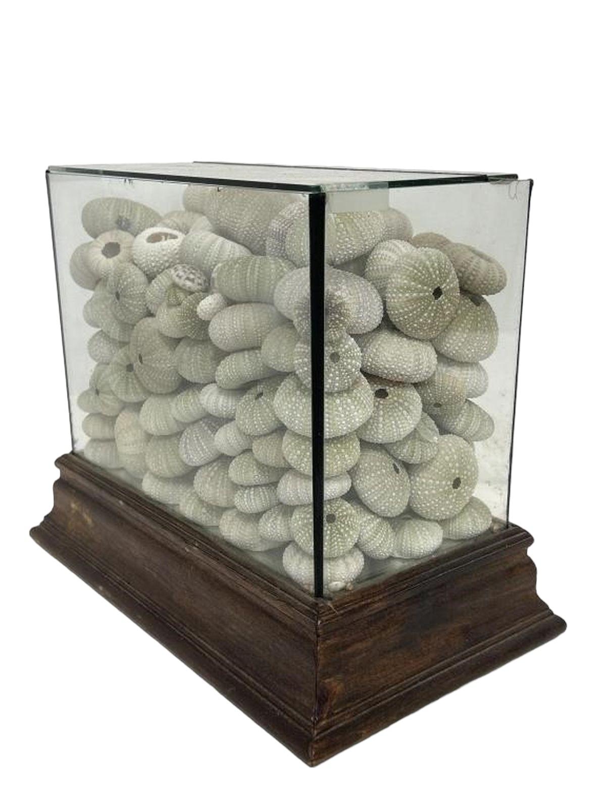 American Large Glass Box Display of Sea Urchin Shells 11H For Sale