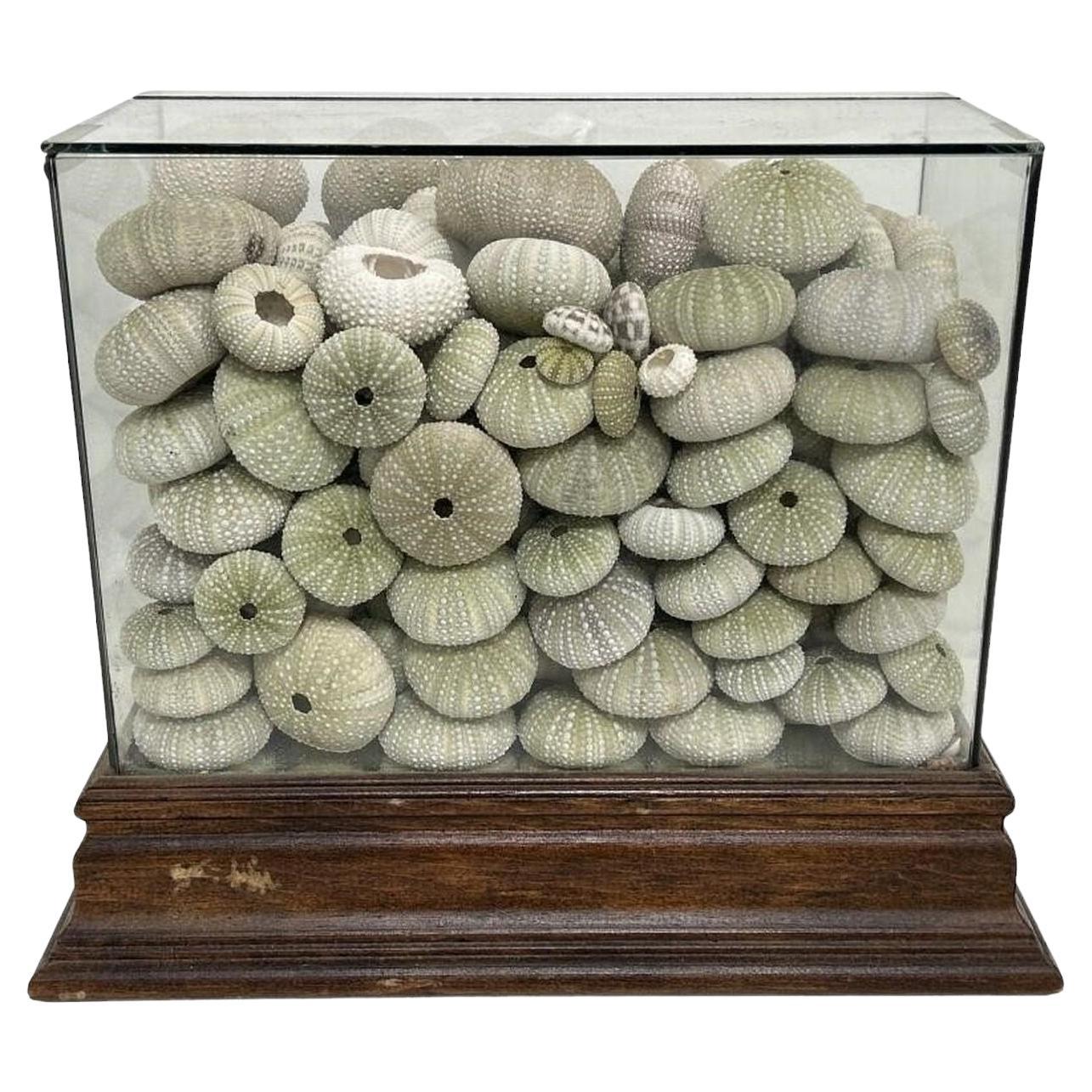 Large Glass Box Display of Sea Urchin Shells 11H For Sale