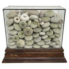 Grande boîte en verre représentant des coquillages d'oursin de mer 11H