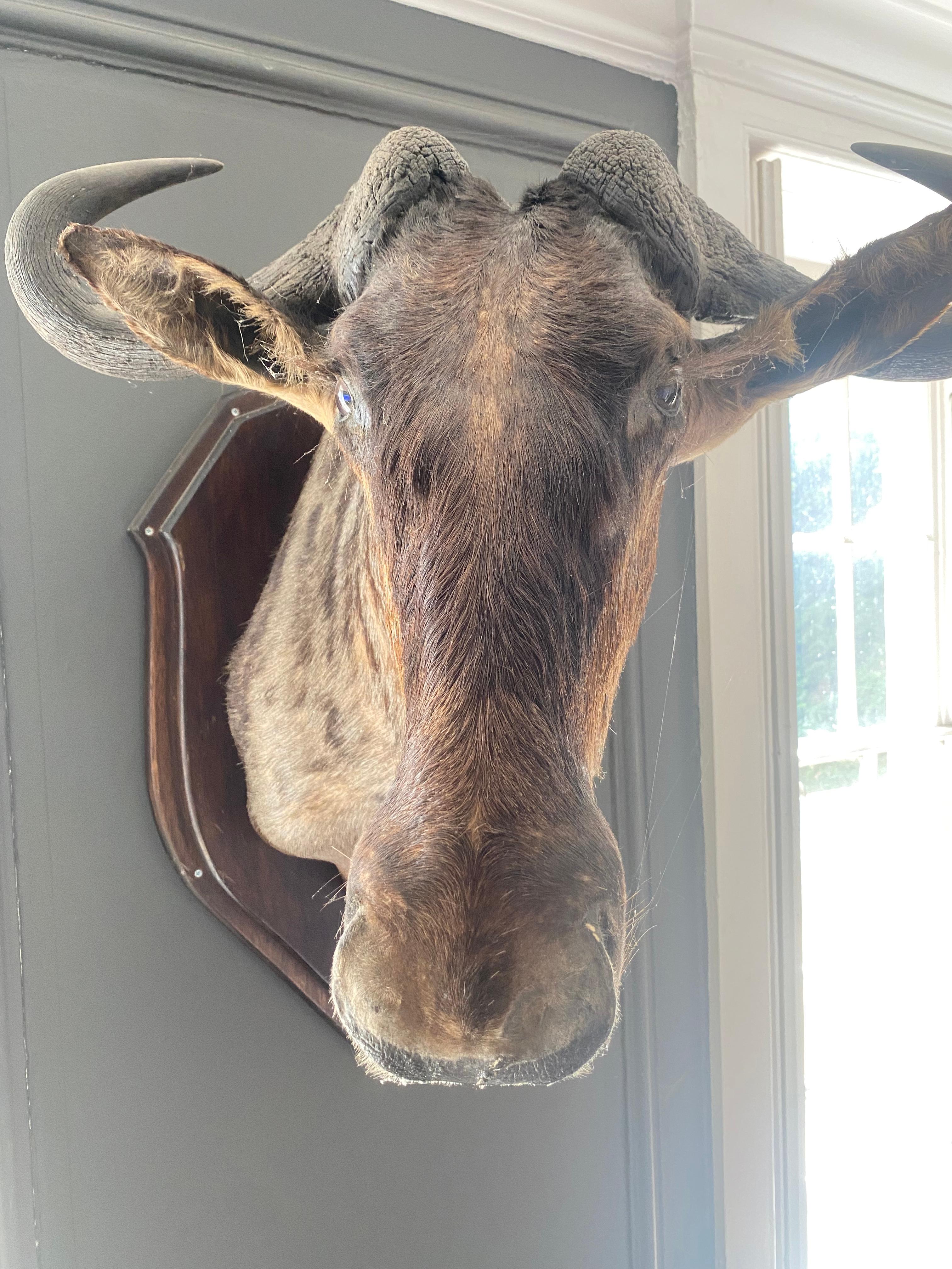 A wonderful and very large mounted Gnu trophy head - dated 1891 Zululand.