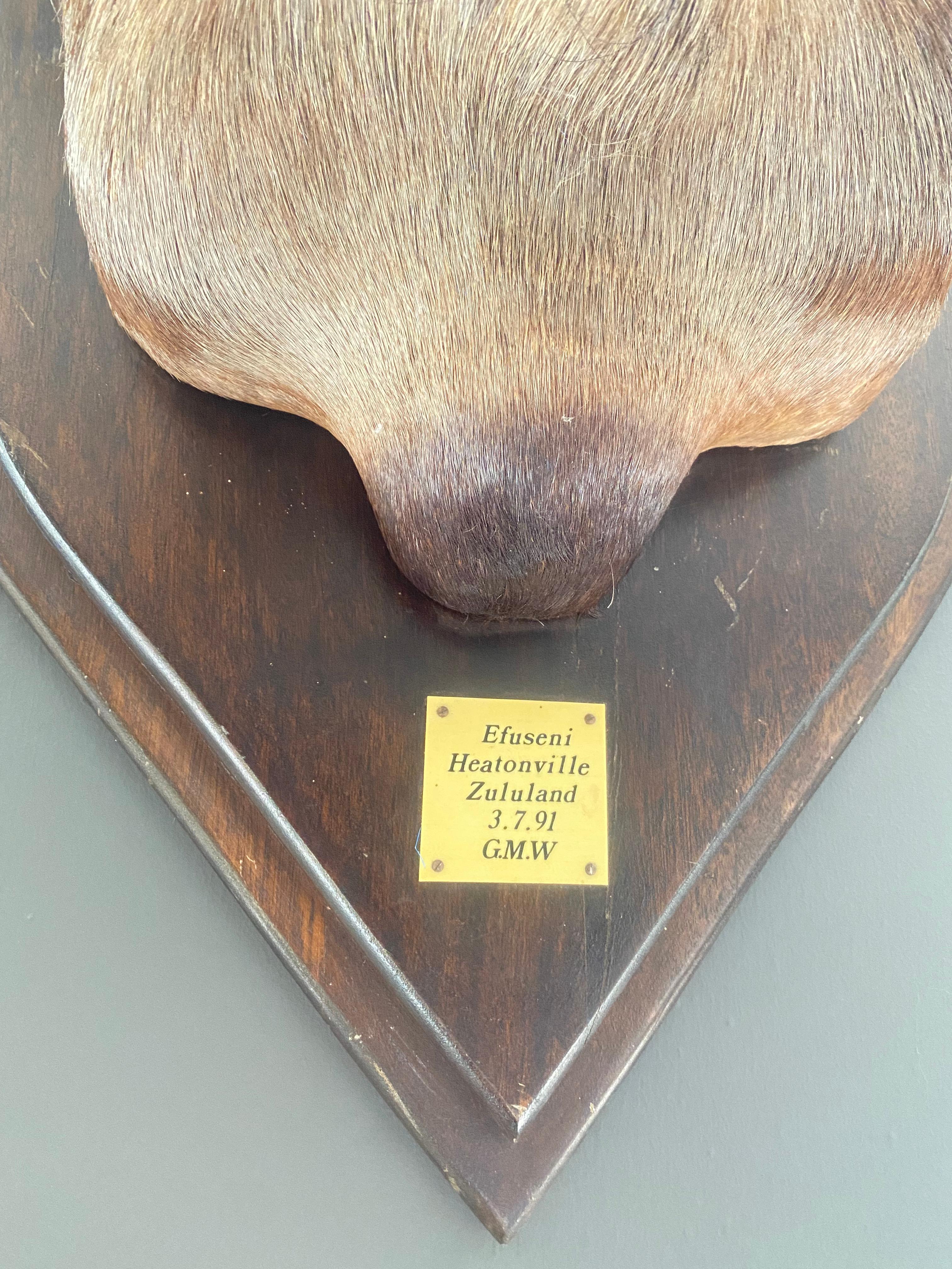 golden wildebeest shoulder mount