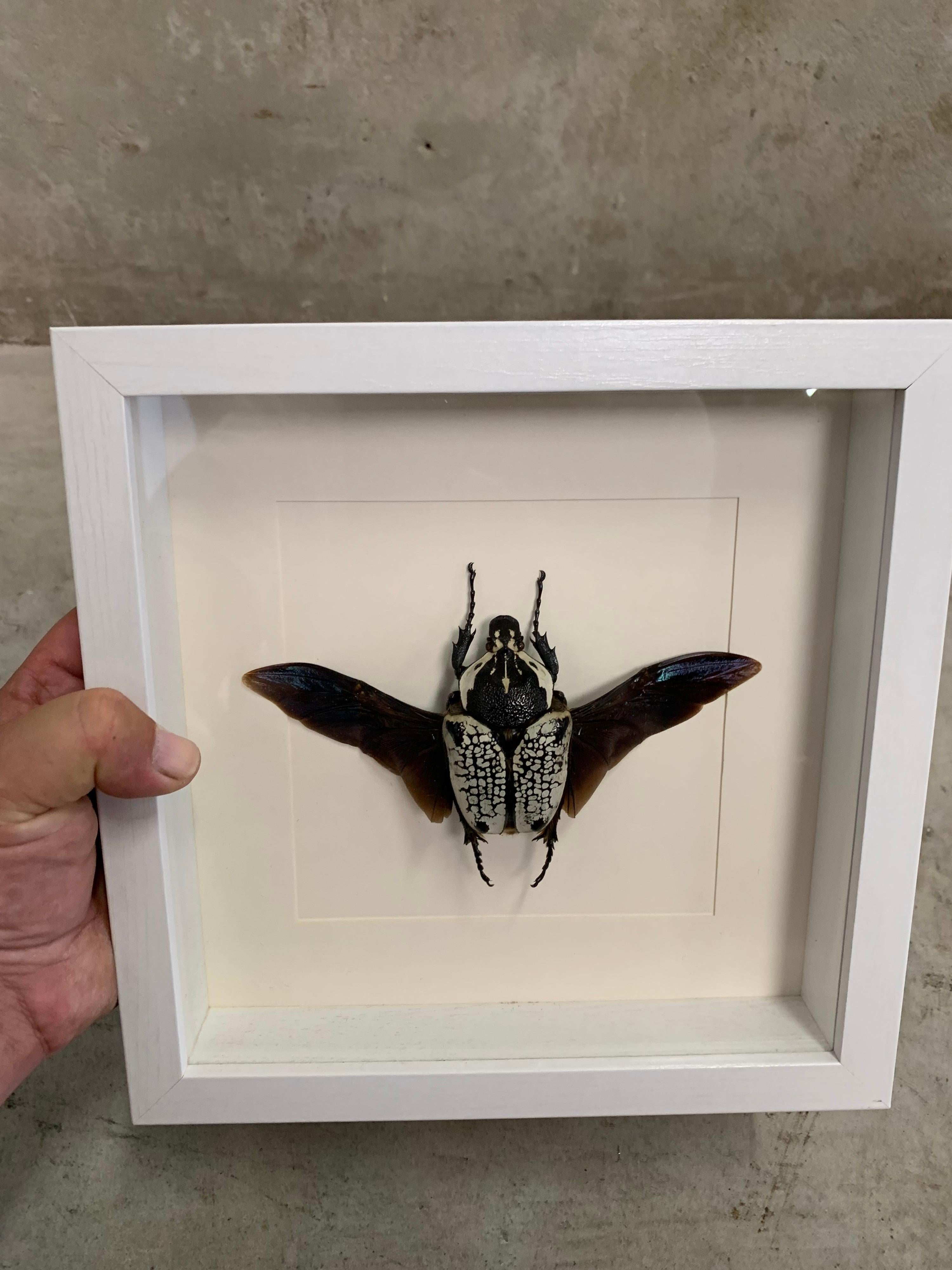 Large Goliath Beetle, Goliathus in Display Case, Wood, Glass, Taxidermy 1