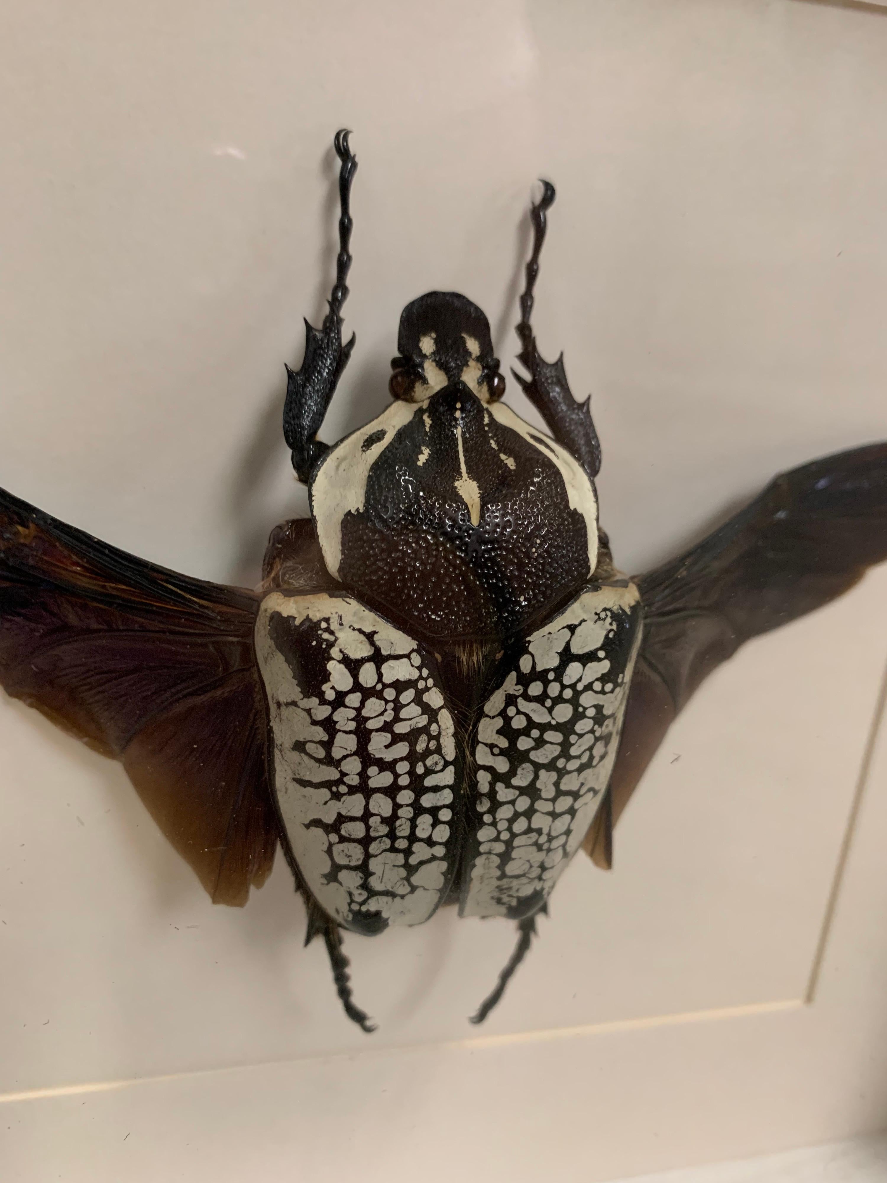 Very nice piece this giant beetle, Goliath Beetle (Latin: Goliathus goliathus) which has been skilfully prepared in flying position. The details are absolutely stunning. The glass and wood case can be hanged or placed like a picture stand.

The