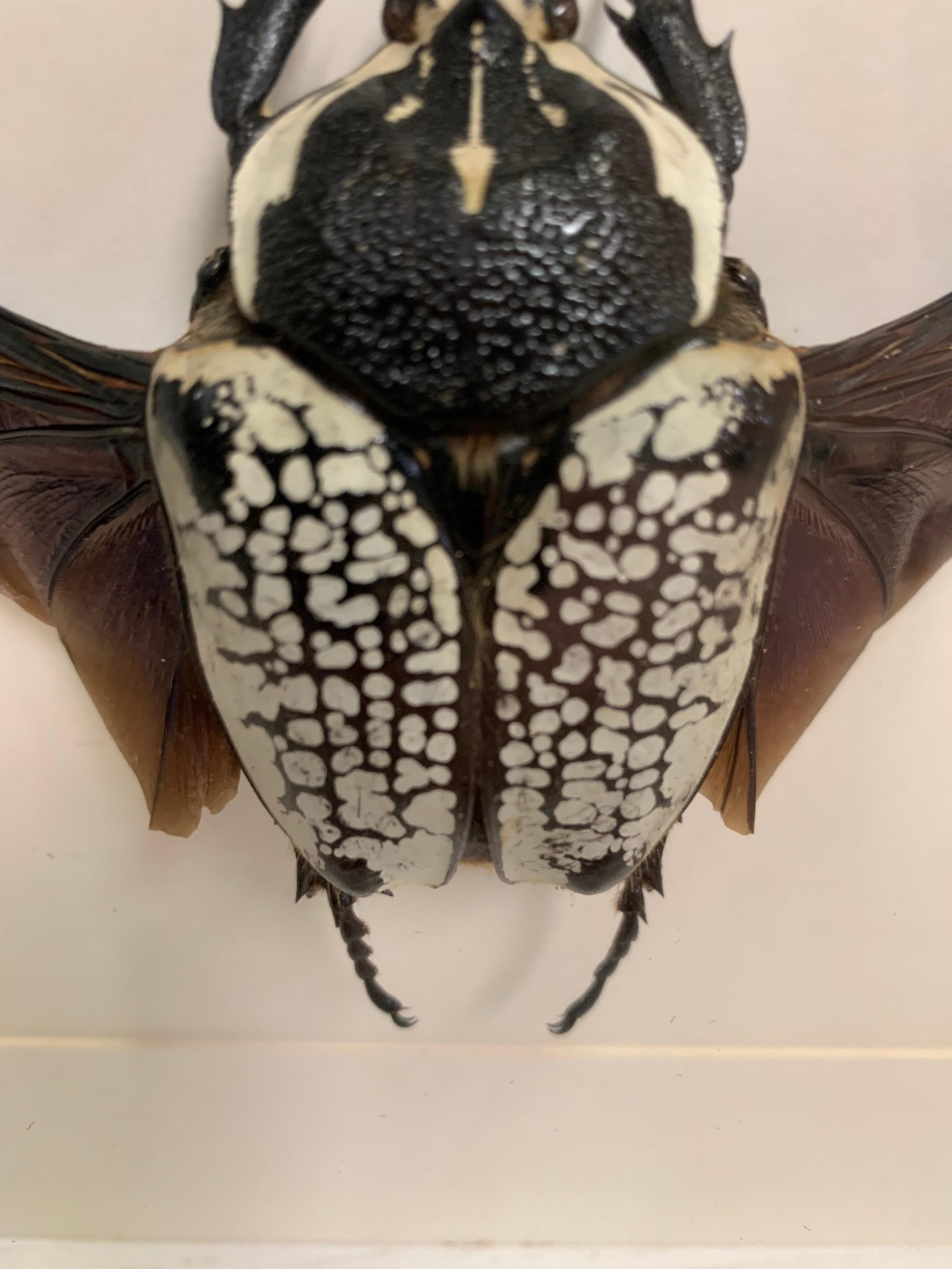 goliath beetle taxidermy