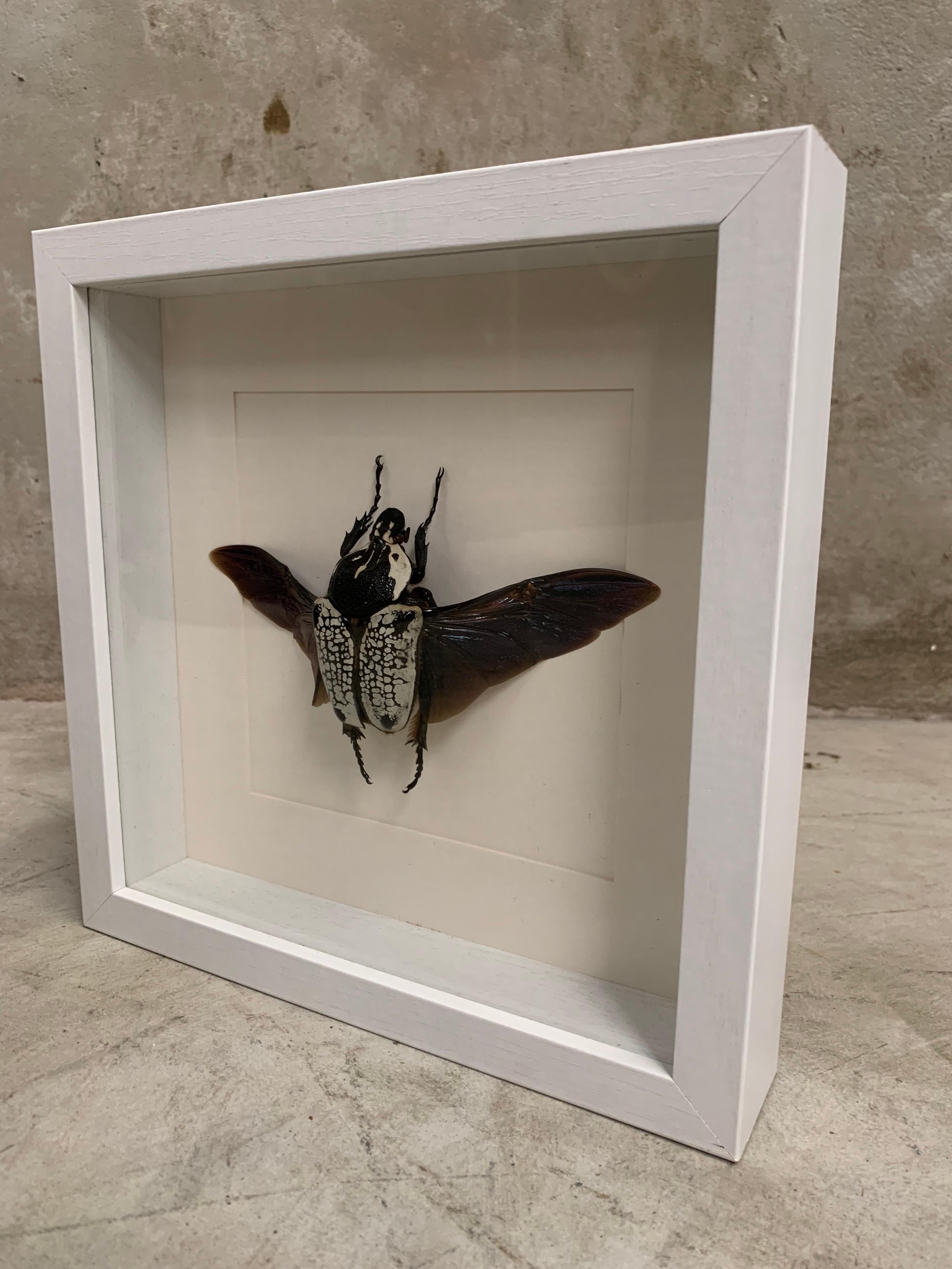 Other Large Goliath Beetle, Goliathus in Display Case, Wood, Glass, Taxidermy