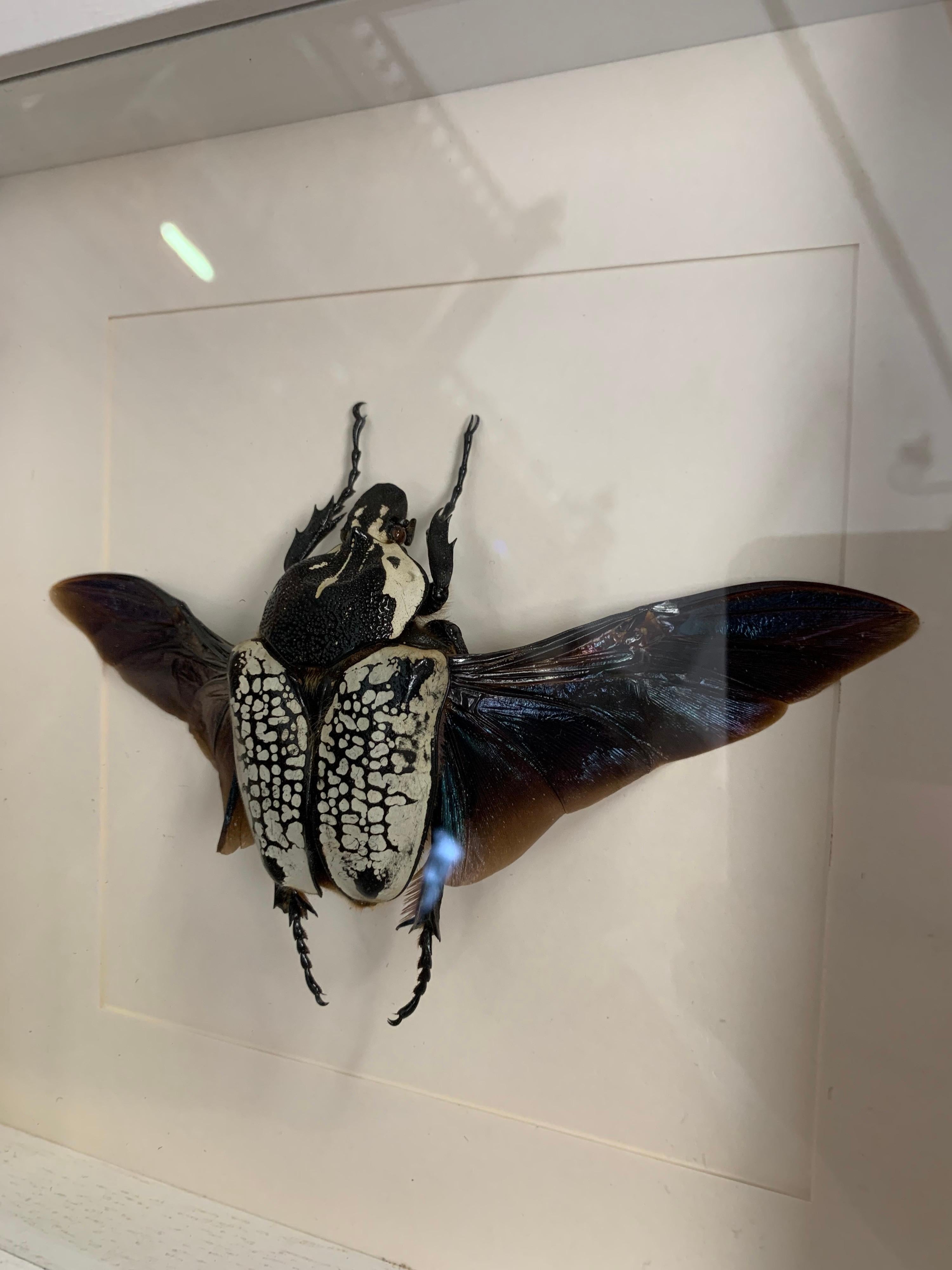Contemporary Large Goliath Beetle, Goliathus in Display Case, Wood, Glass, Taxidermy