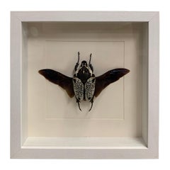 Large Goliath Beetle, Goliathus in Display Case, Wood, Glass, Taxidermy