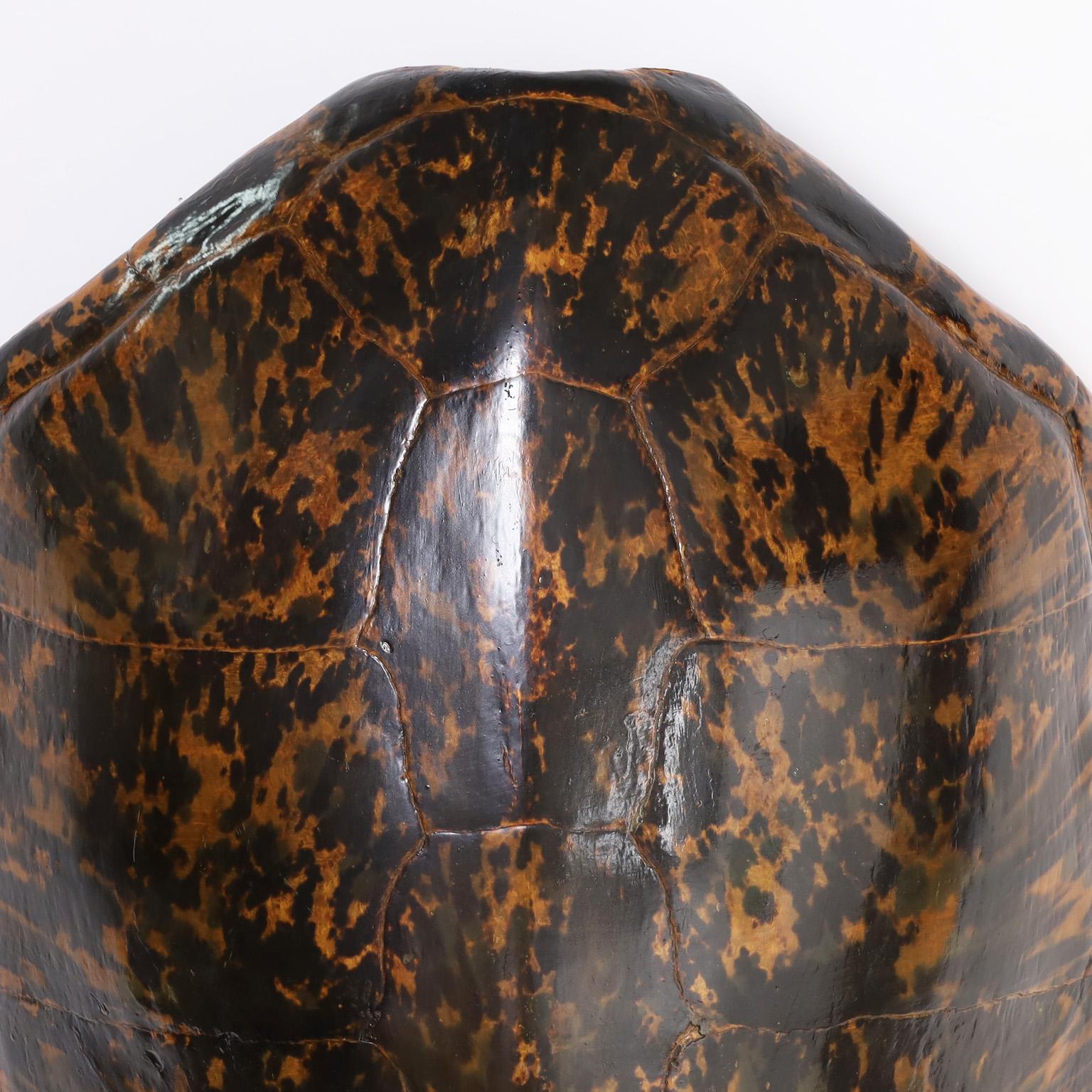 Large Green Turtle Shell at 1stDibs