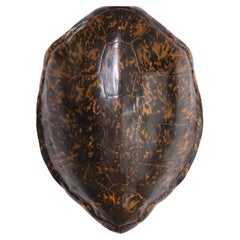 Large Green Turtle Shell