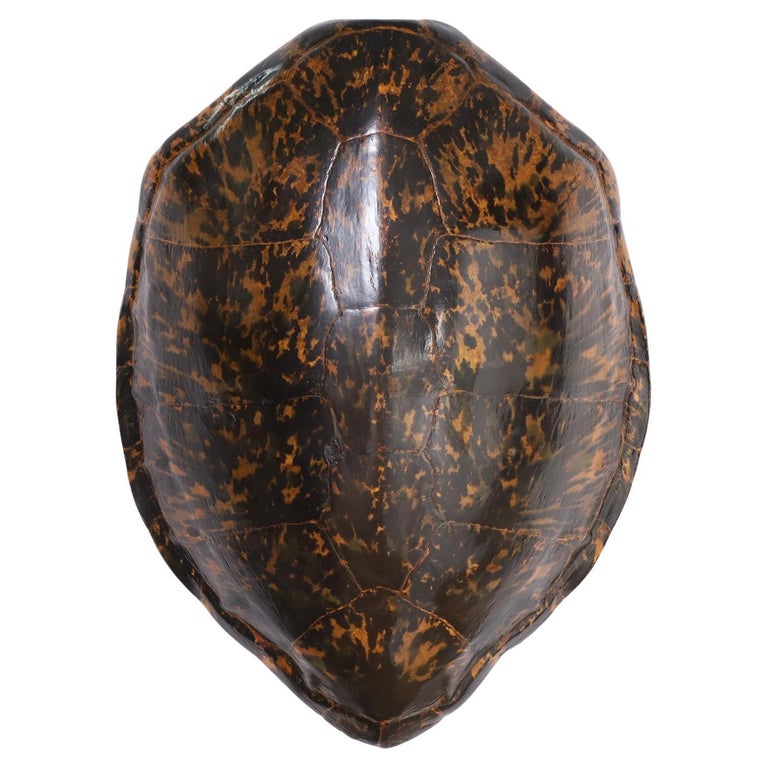 Large Green Turtle Shell at 1stDibs
