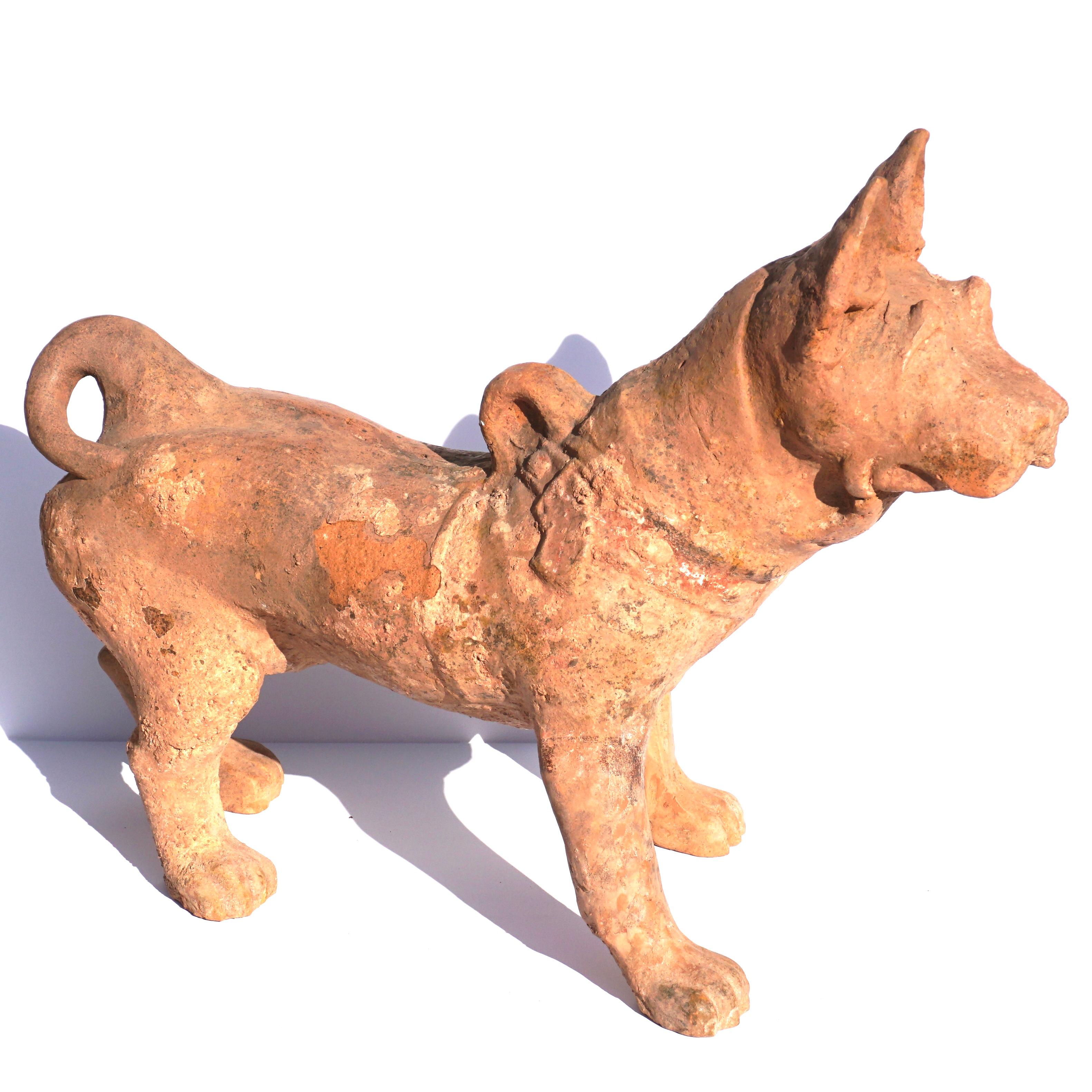 Han Dynasty life size Terracotta sculpture of a dog. 

Buried in a tomb for thousands of years; this mingqi companion has decided to come back and accompany the living. I’m actually taking a liking to this pup; most probably a fierce pit bull breed.