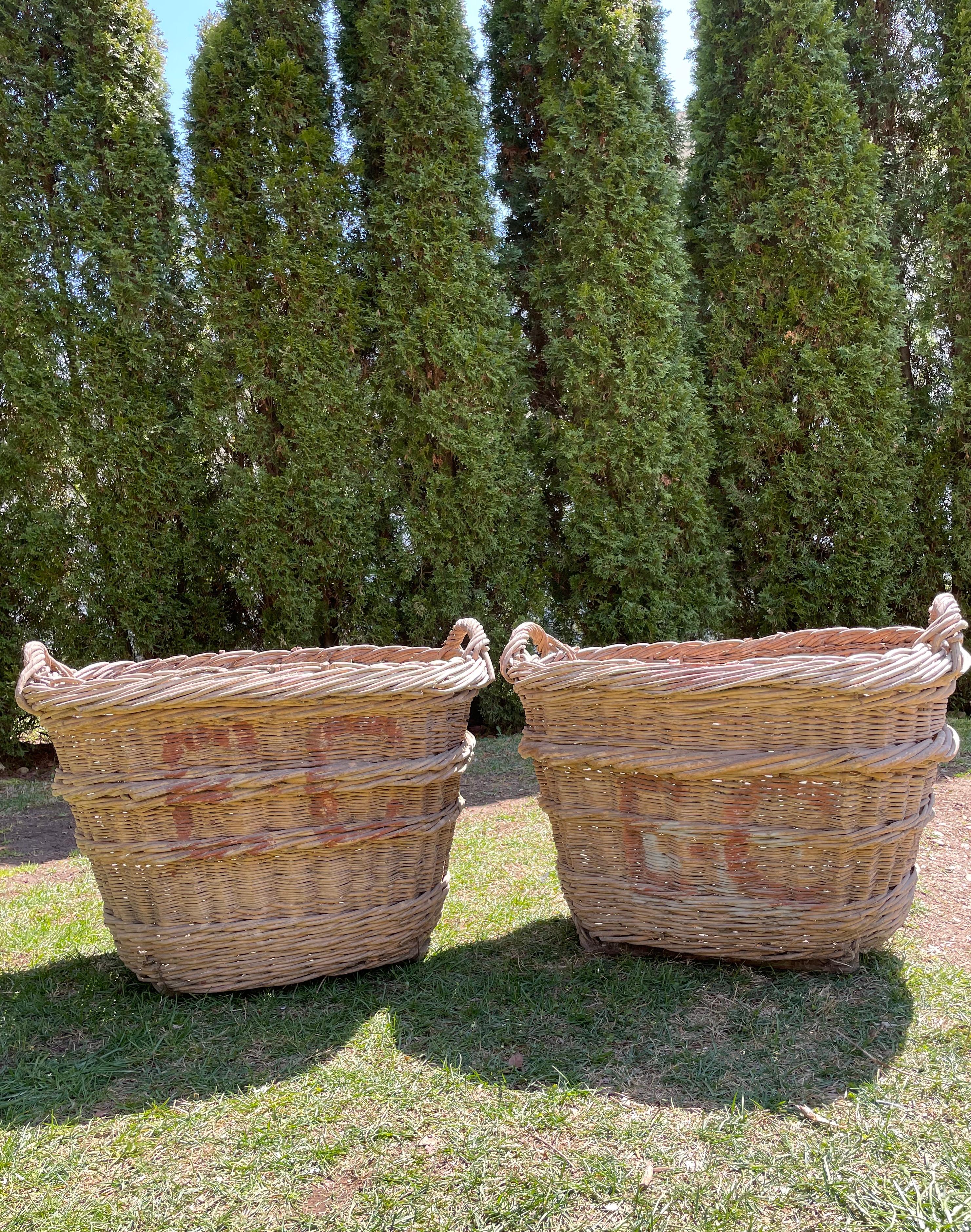 Large Hand-Made French Champagne Grape Harvest Baskets 6