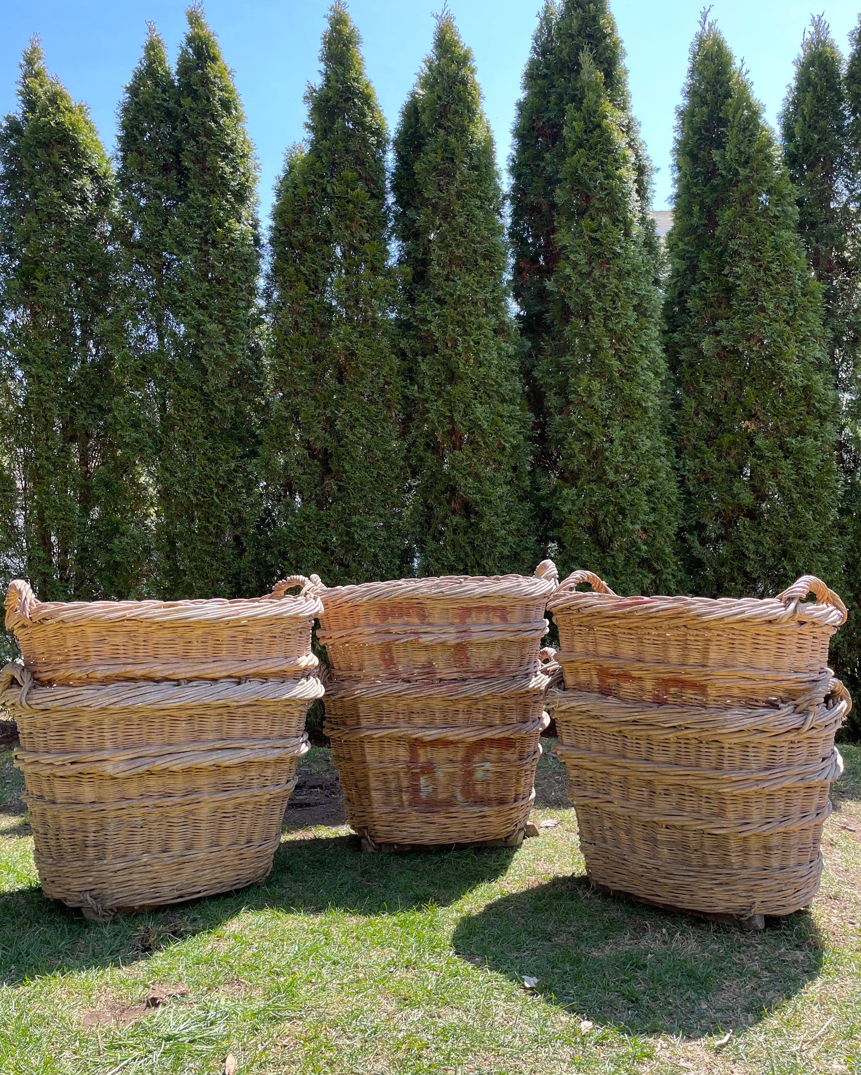 Rustic Large Hand-Made French Champagne Grape Harvest Baskets