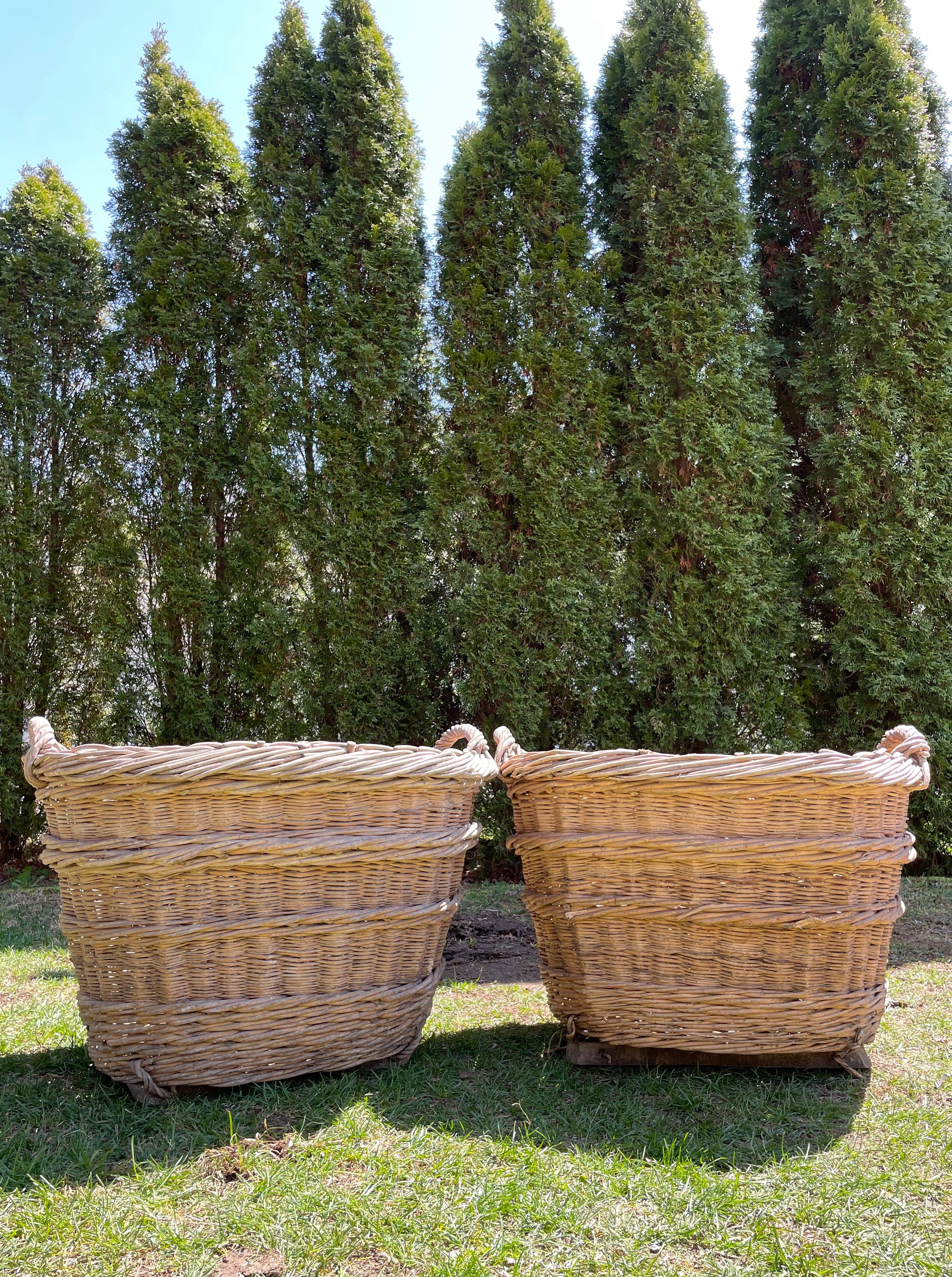 Hand-Woven Large Hand-Made French Champagne Grape Harvest Baskets