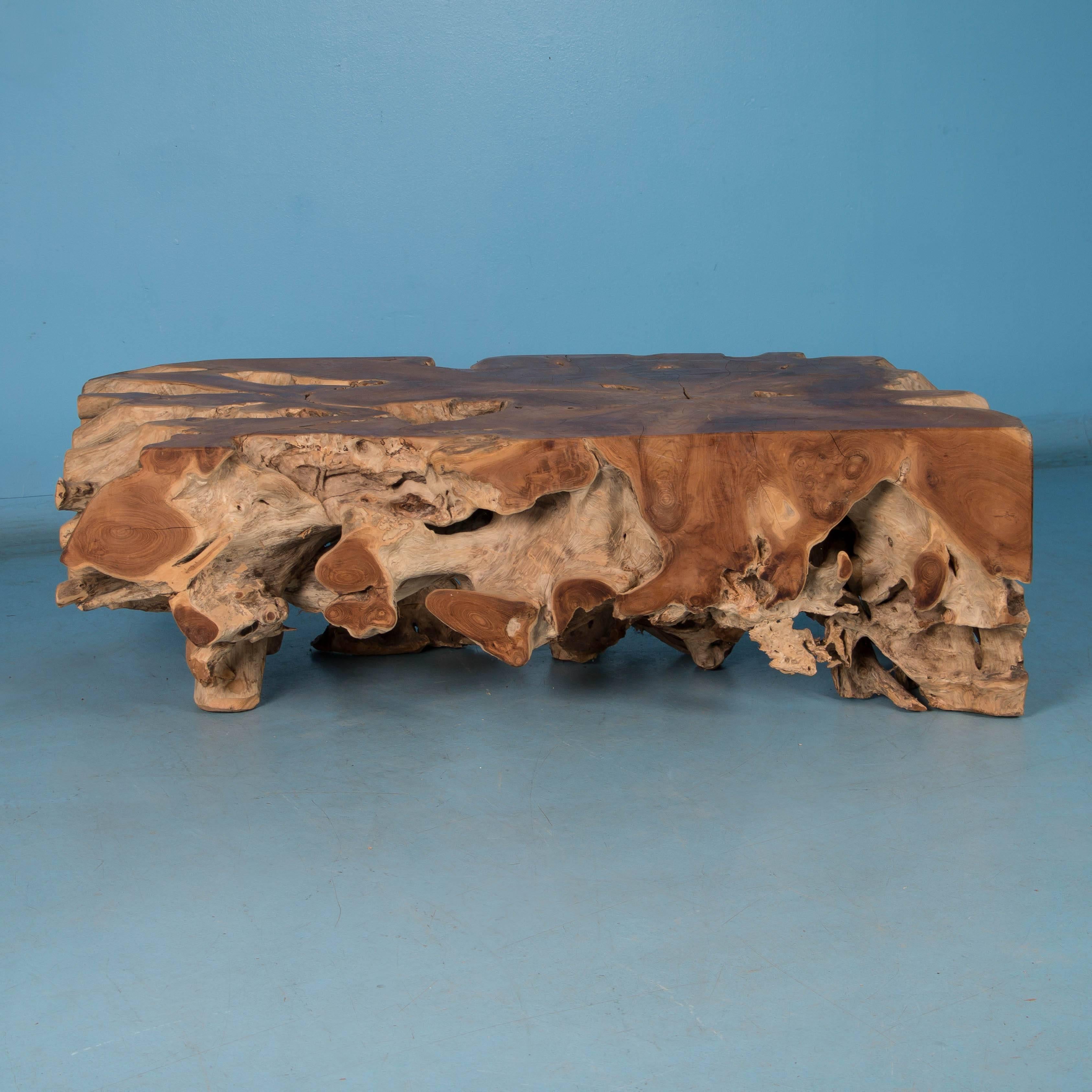 Cut from the root of a large hardwood tree, and squared on all sides, the style of this unusual coffee table slab is a combination of exotic and modern. The light outer wood layer contrasts nicely with the heartwood with colors that range from light