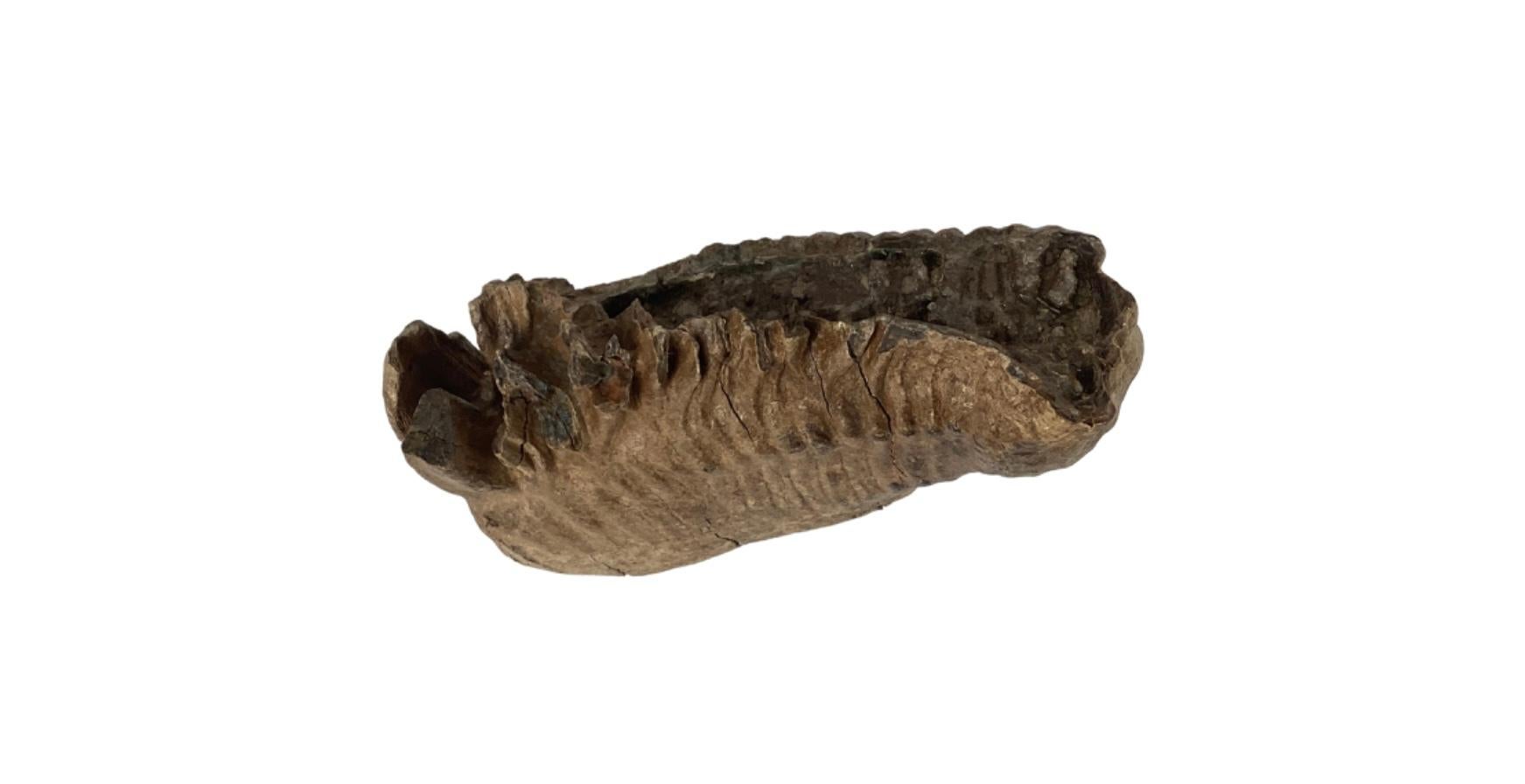 Large heavy Mastodon tooth fossil. Museum Quality tooth. Lots of tooth plate grooves. Makes a great display. Best of the best Super fine with no restoration or repair.