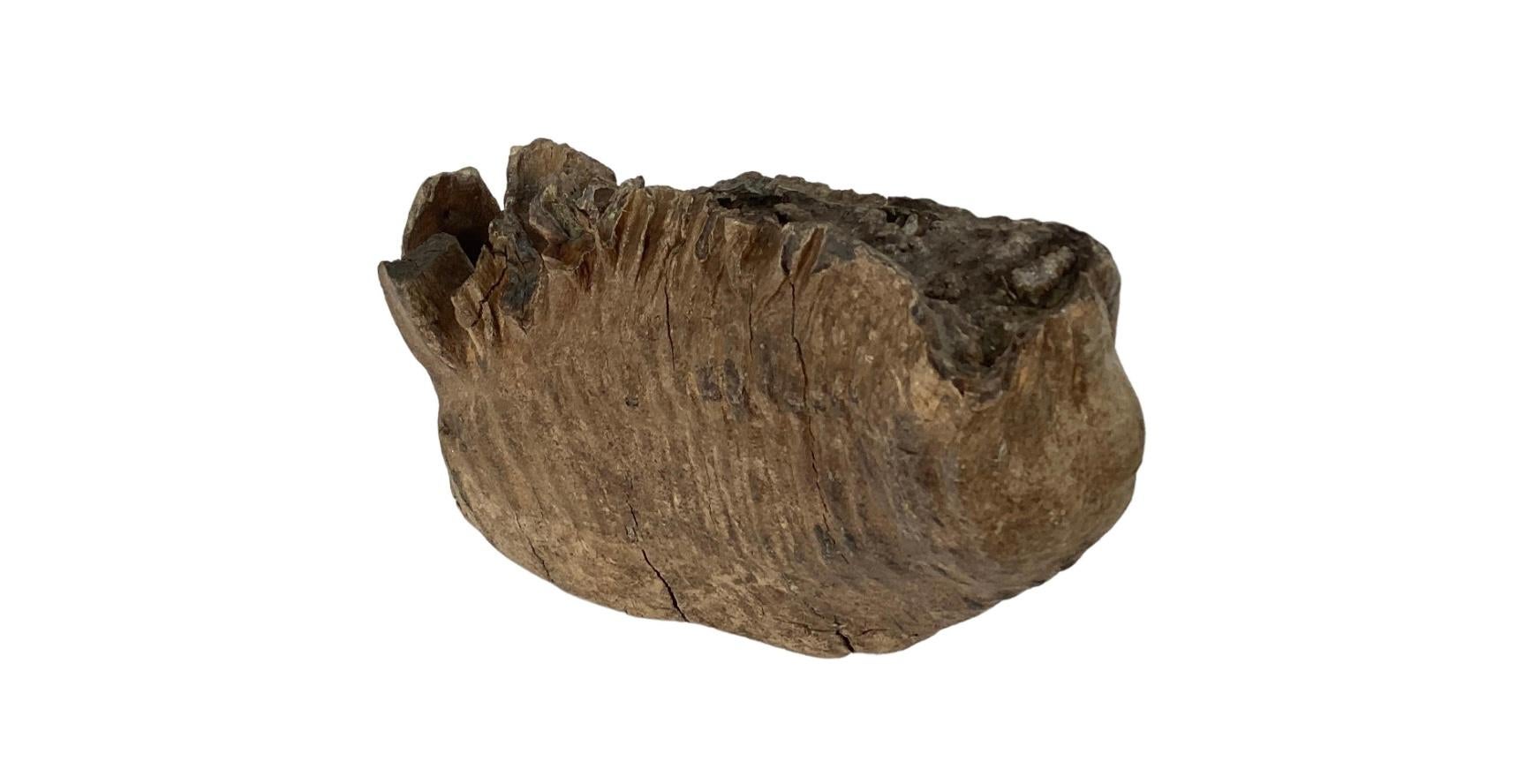 Großes schweres Mastodon-Kragen Fossil im Zustand „Gut“ im Angebot in Bradenton, FL