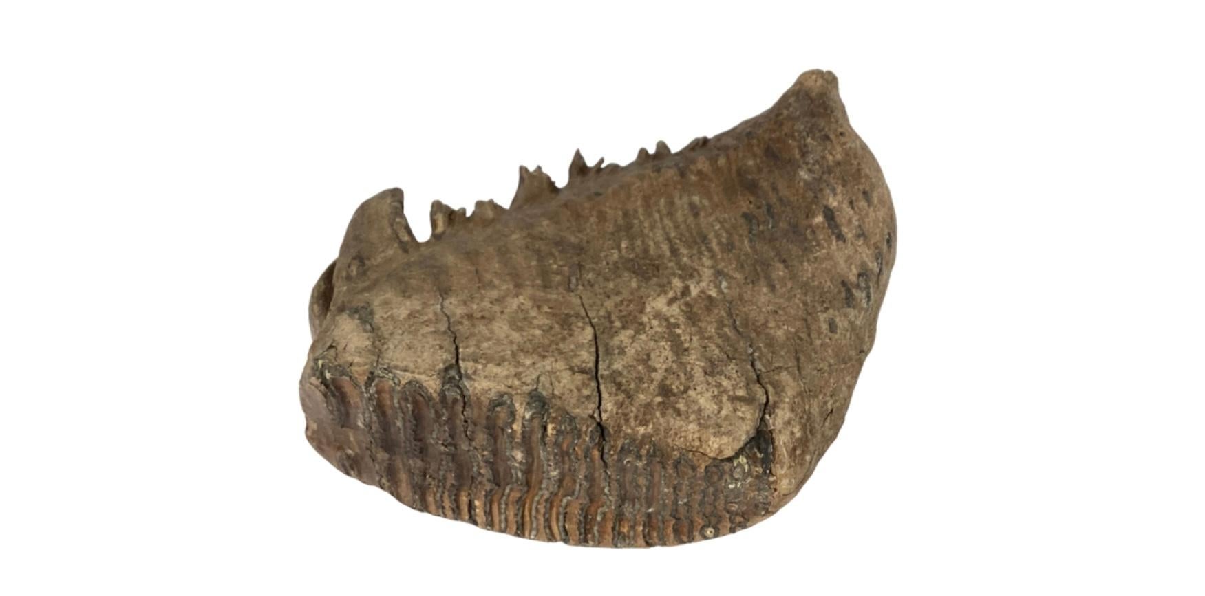 Großes schweres Mastodon-Kragen Fossil (18. Jahrhundert und früher) im Angebot