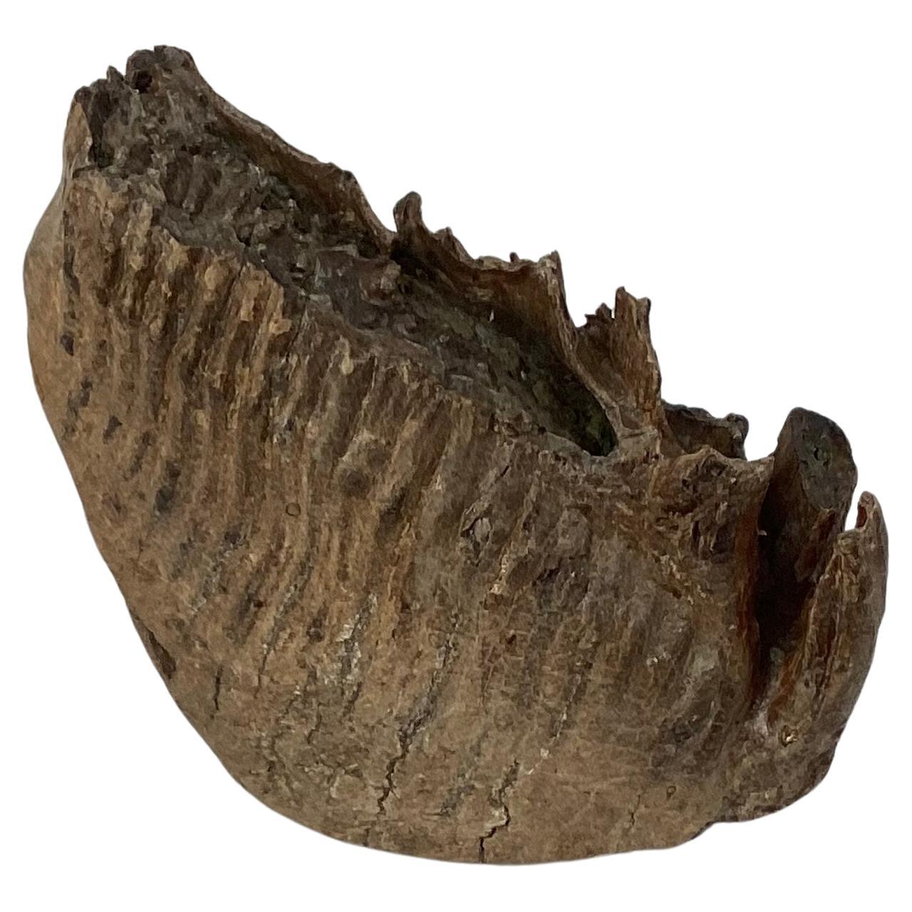 Grande dentelle mastodon lourde fossile