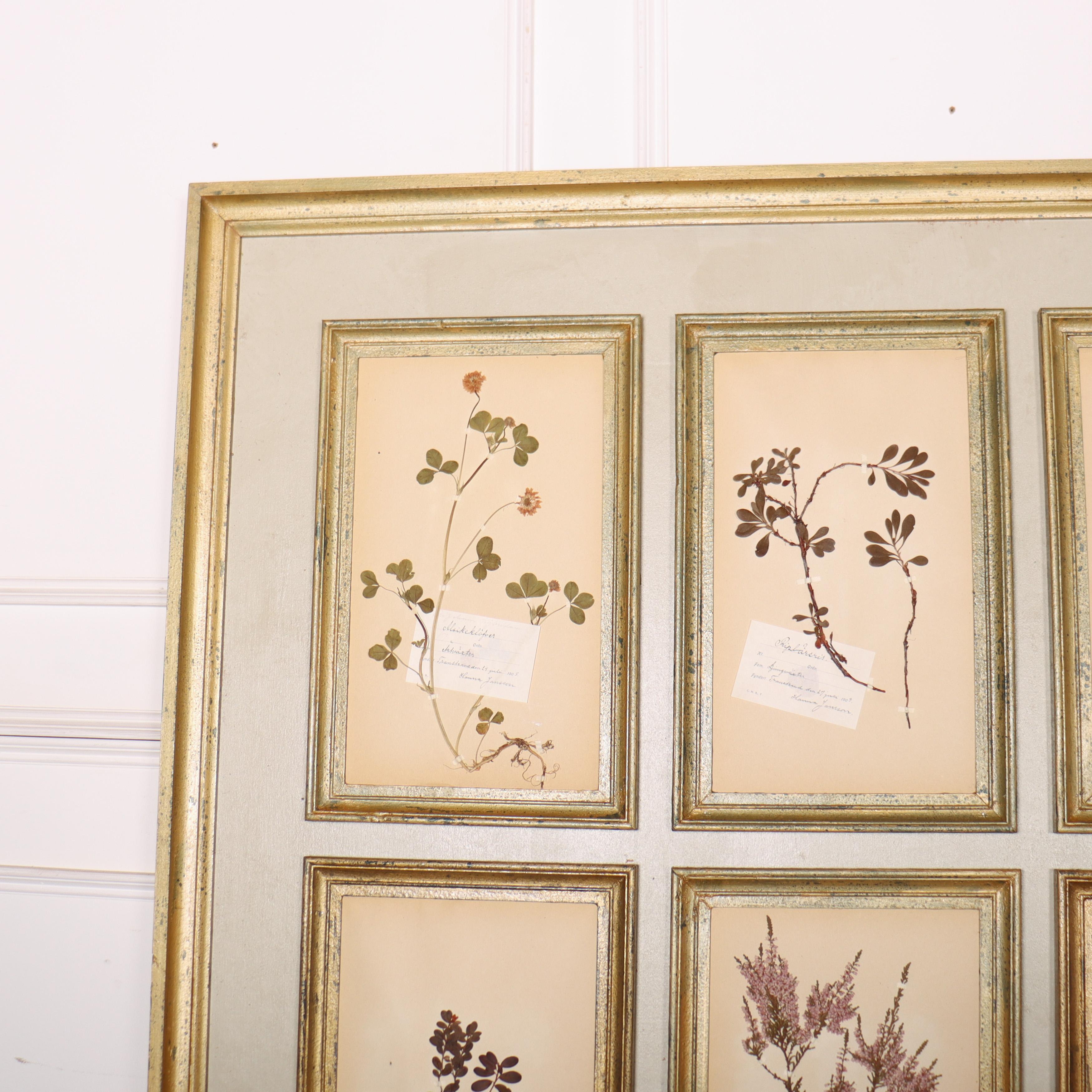 Panel de Pared Herbario Grande Inglés en venta