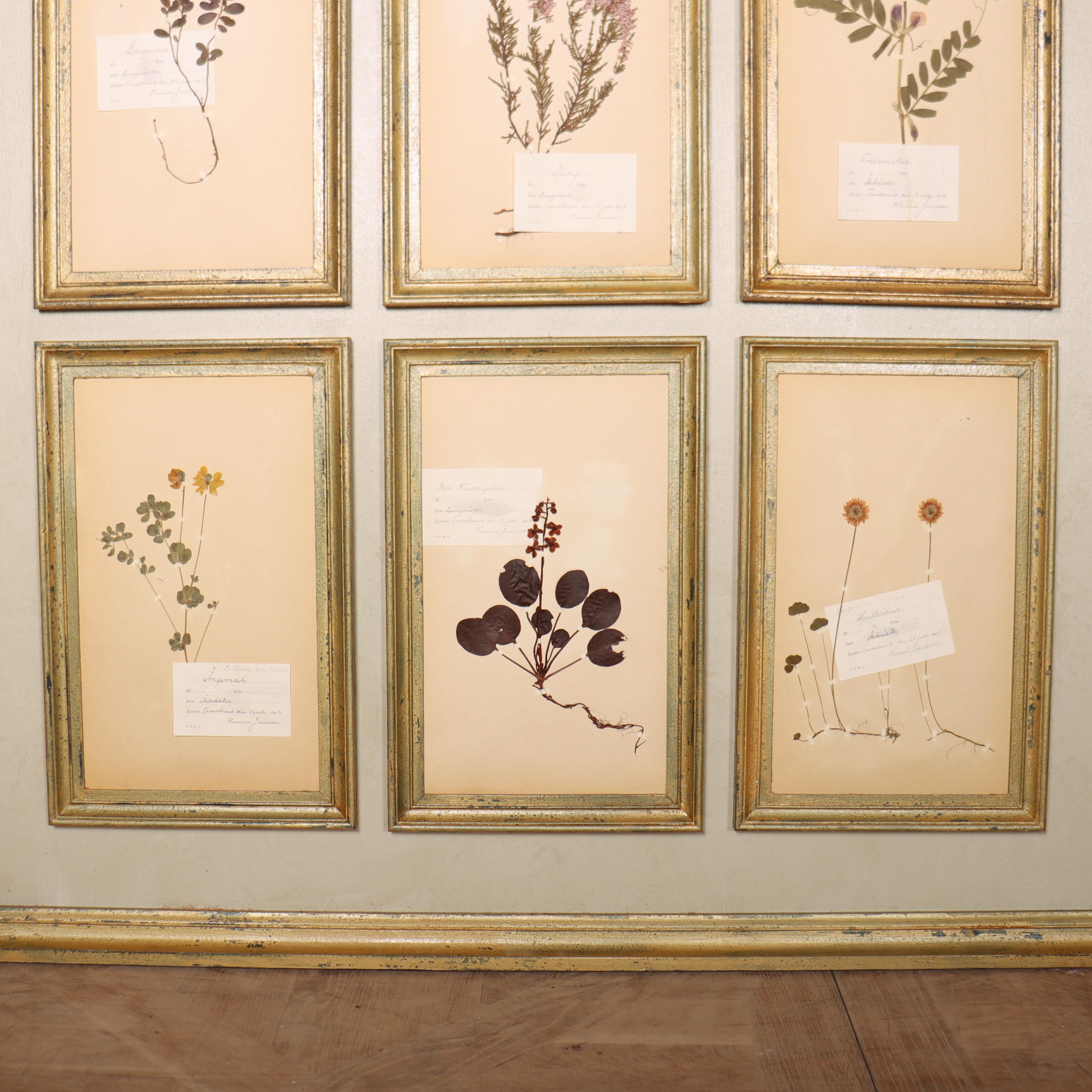 Panel de Pared Herbario Grande en Bueno estado para la venta en Leamington Spa, Warwickshire