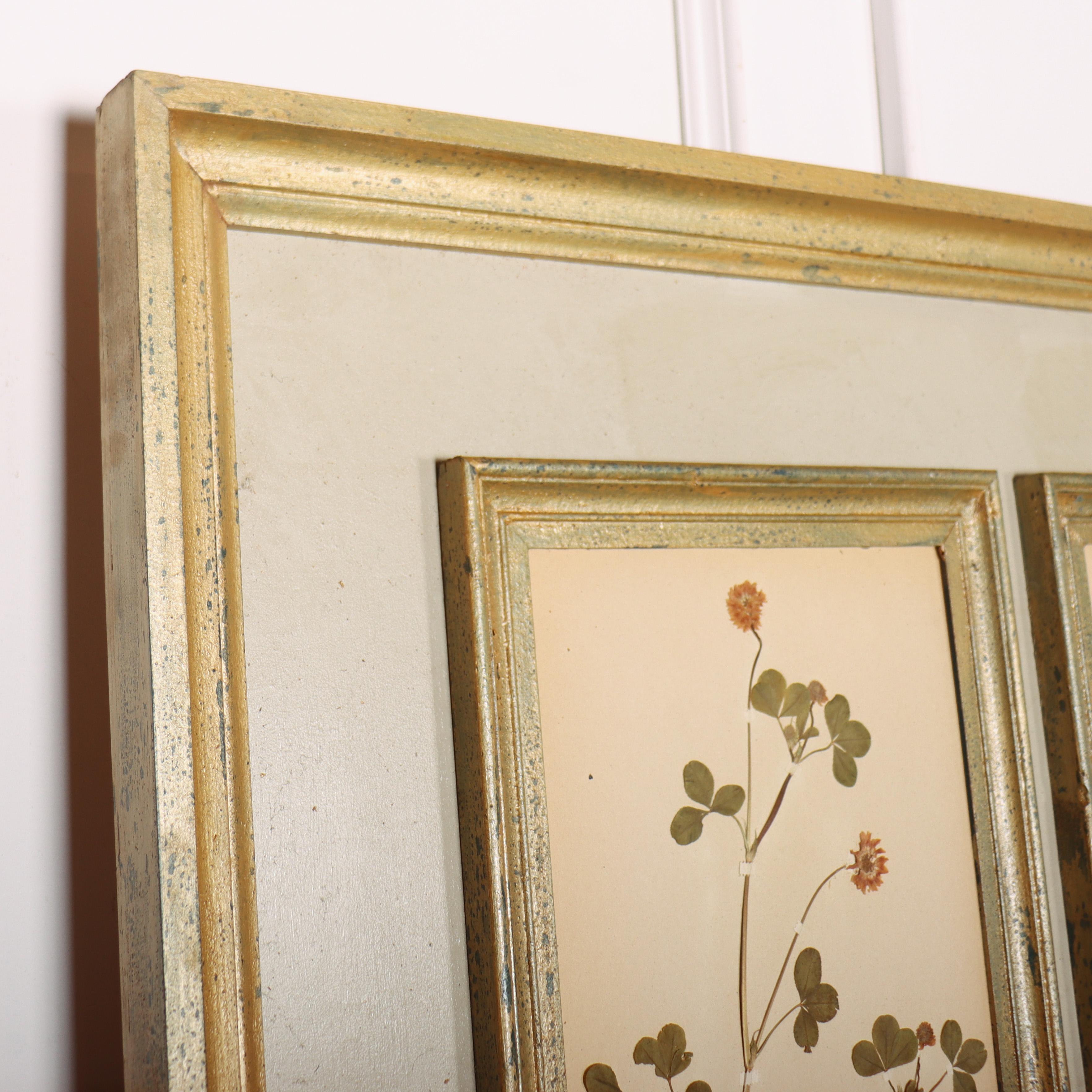 Panel de Pared Herbario Grande Pino en venta