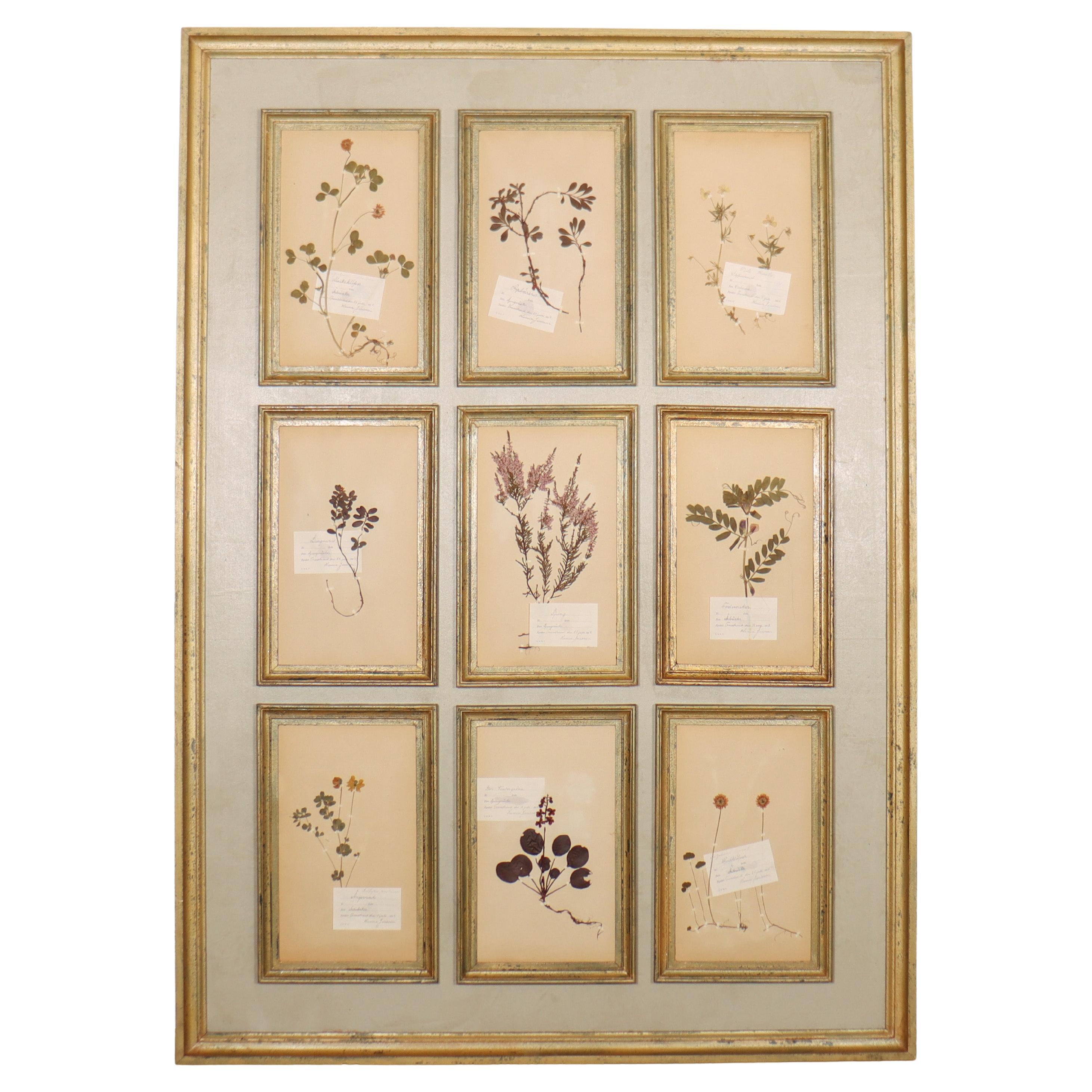 Large Herbarium Wall Panel