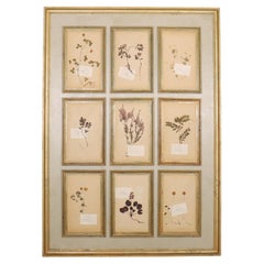 Large Herbarium Wall Panel