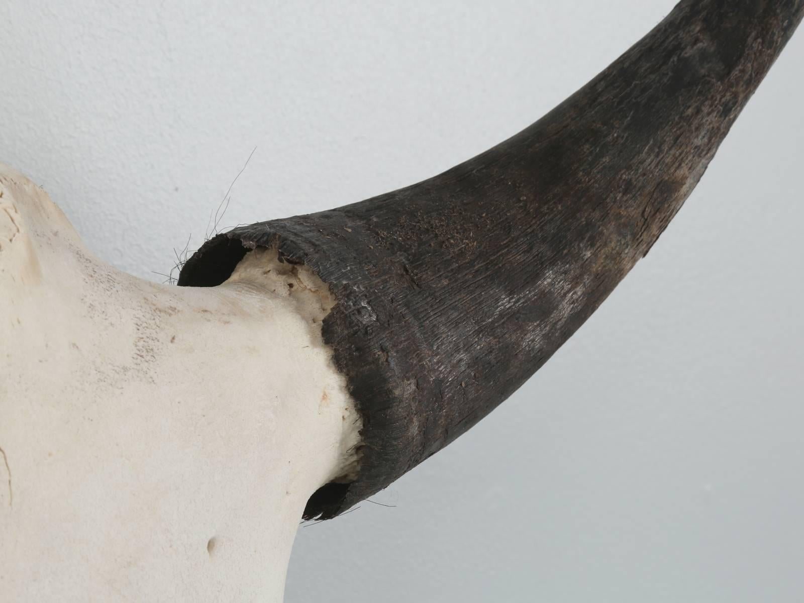 American Large Herd Bull Bison Skull with a Horn Spread