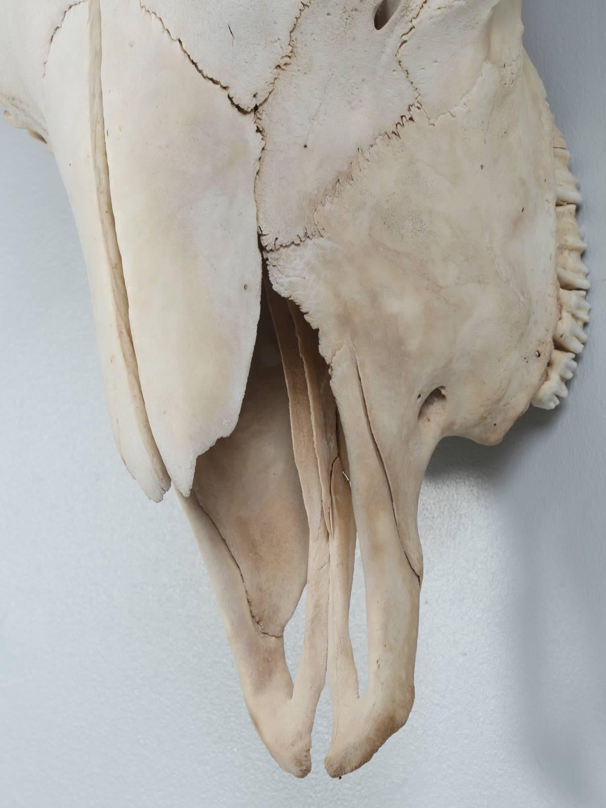 Bone Large Herd Bull Bison Skull with a Horn Spread