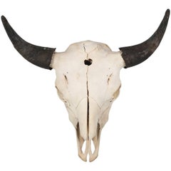 Large Herd Bull Bison Skull with a Horn Spread