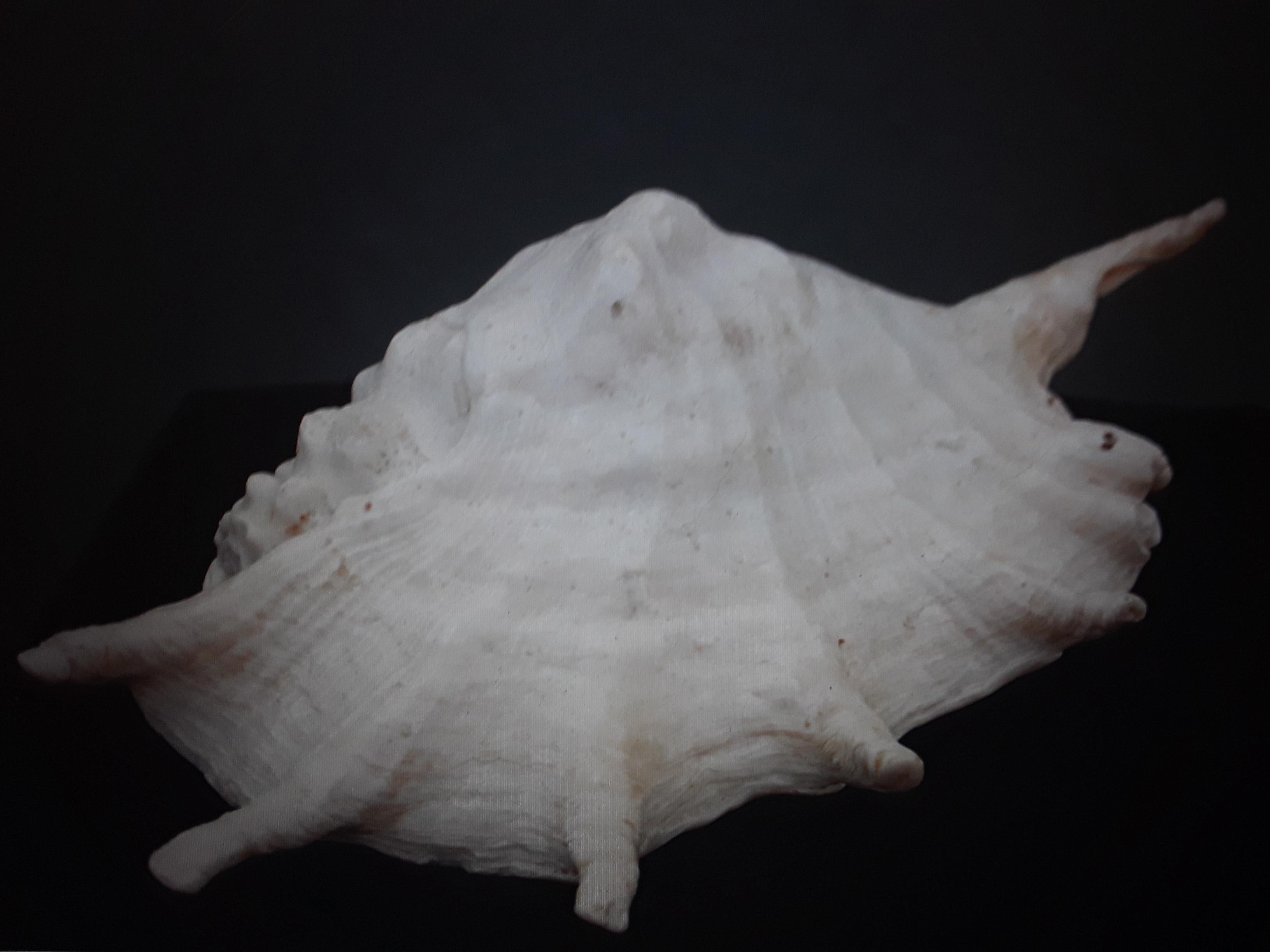 Mid-Century Modern Large Highly Decorative Old Natural Sea Shell #4 For Sale