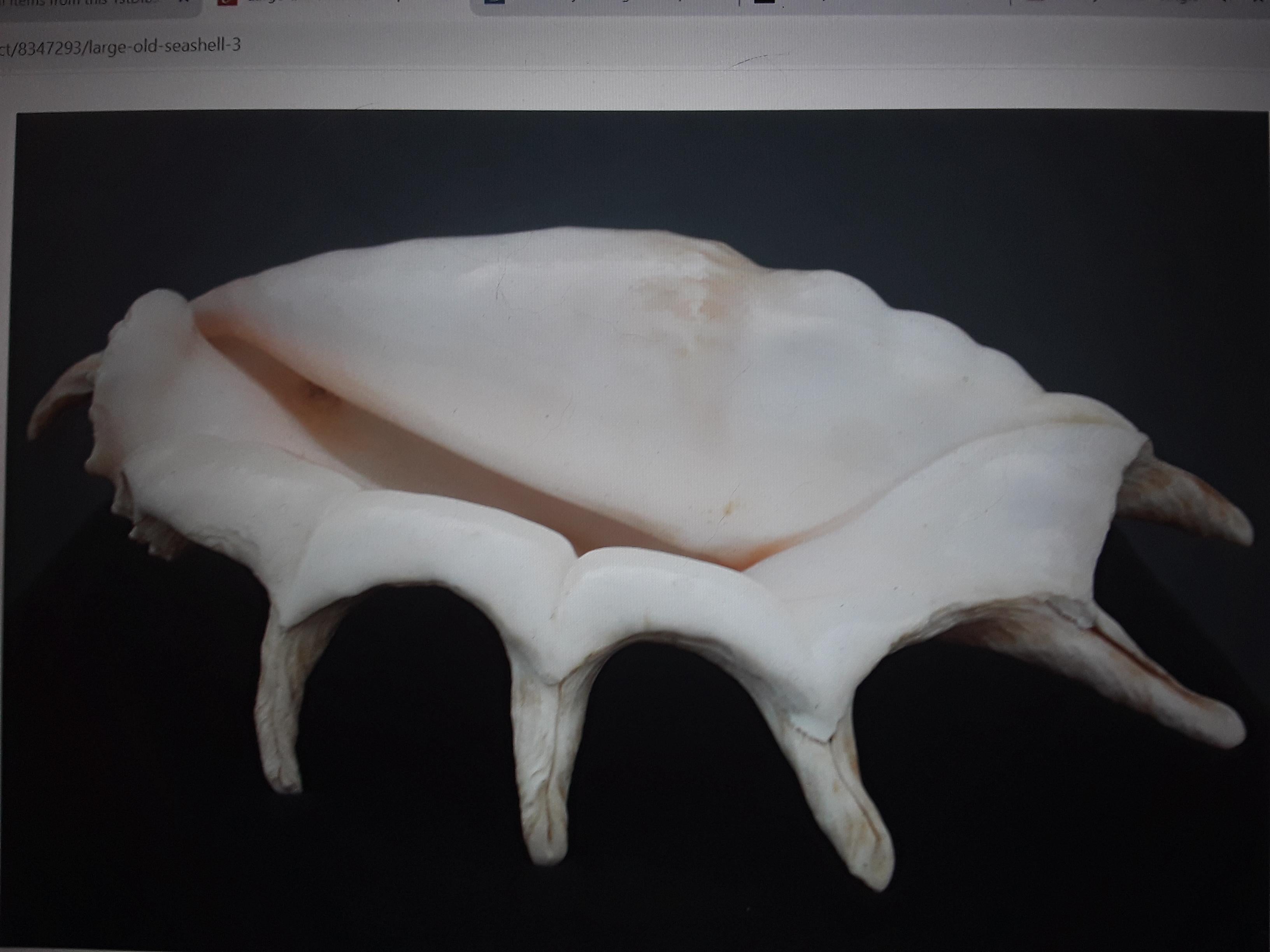 Large Highly Decorative Old Natural Sea Shell #4 In Good Condition For Sale In Opa Locka, FL