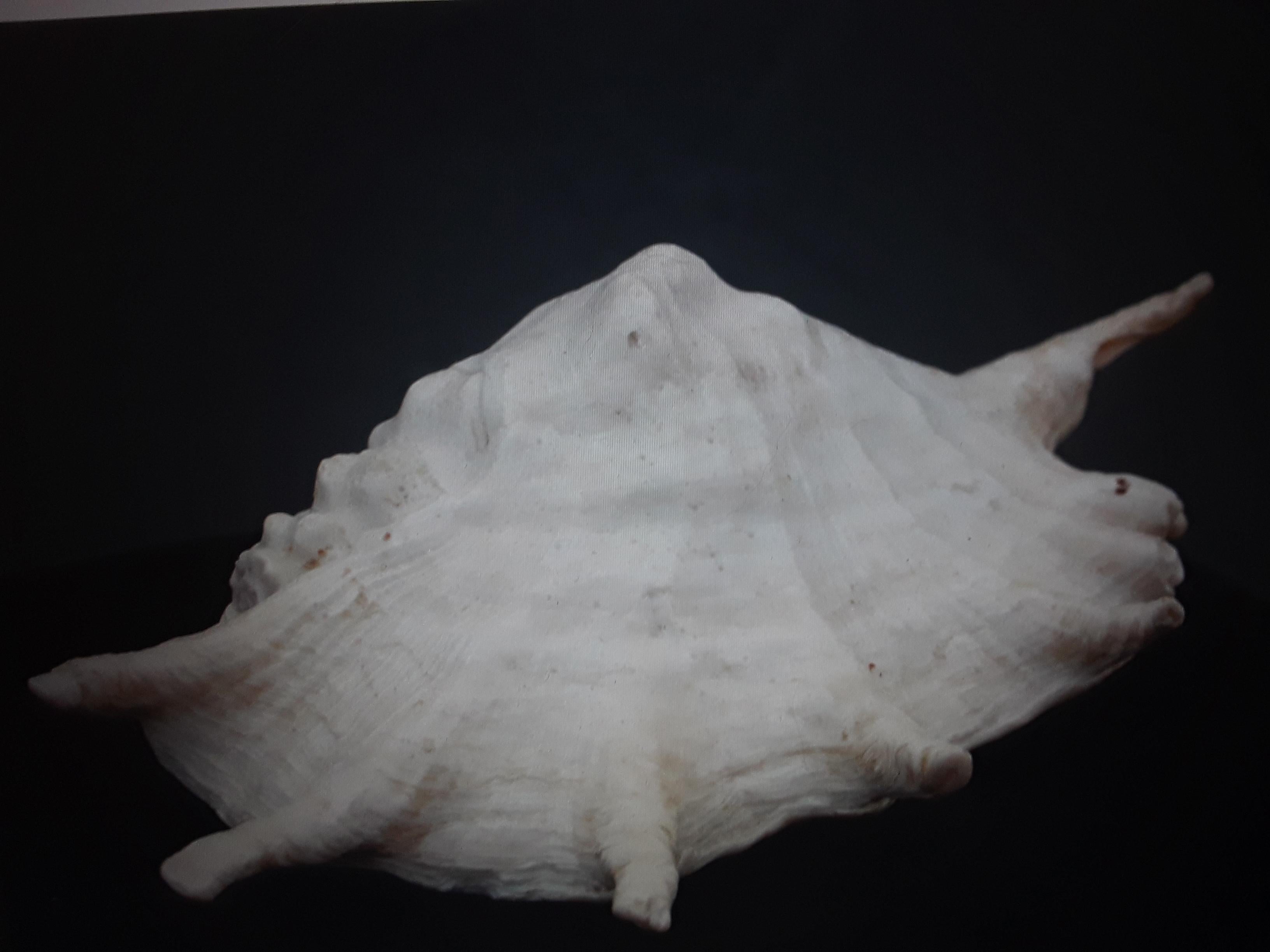 Mid-20th Century Large Highly Decorative Old Natural Sea Shell #4 For Sale
