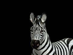 Large Hollywood Regency Italian Majolica Terracotta Pottery Zebra Figurine