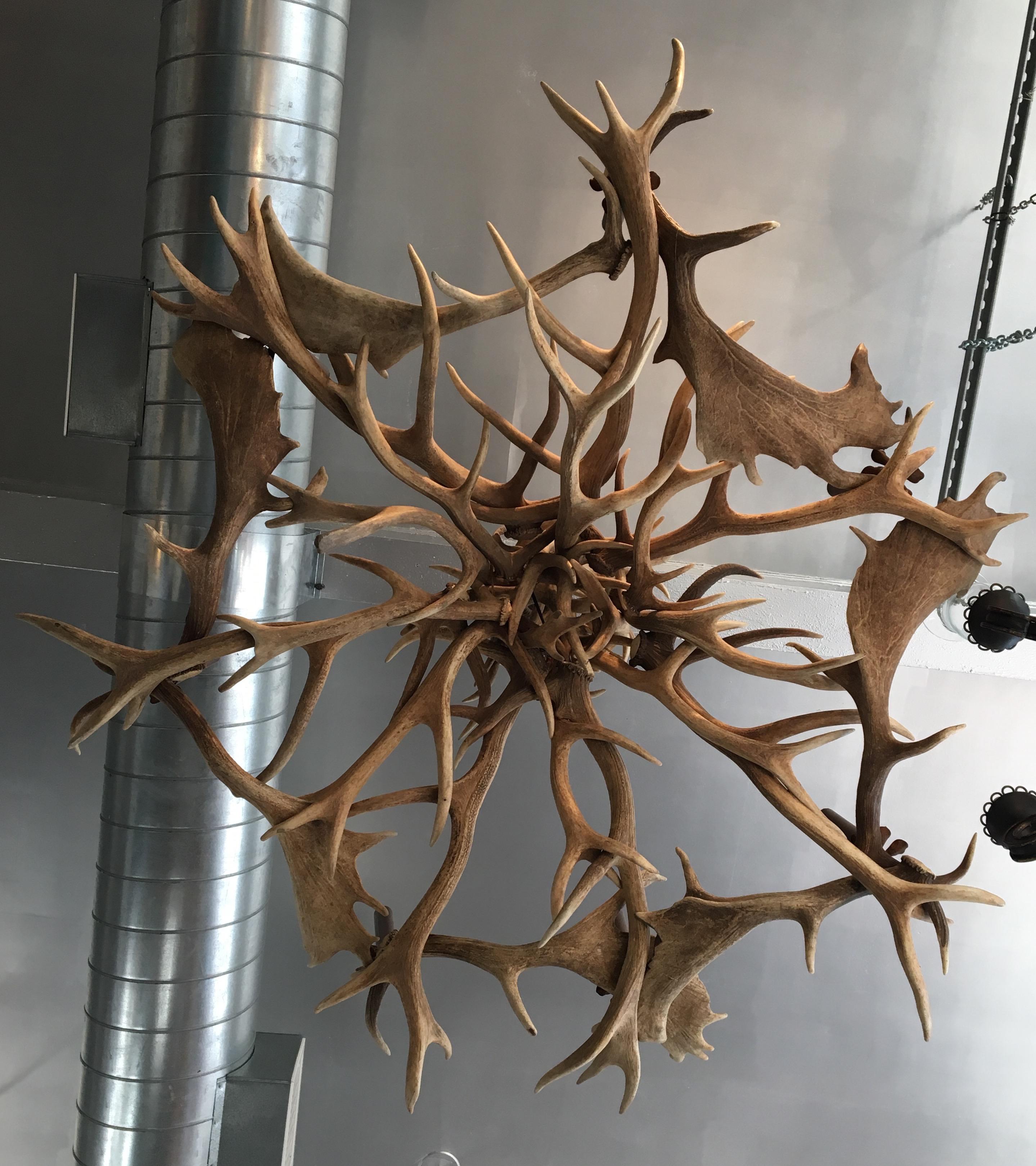 Large scale naturally bleached deer antler 6-light chandelier. Charming rusted metal floral bobeches, can be rewired to your height specifications. 
Avantgarden Ltd. cultivates unexpected and exceptional lighting, furniture and design. Please visit