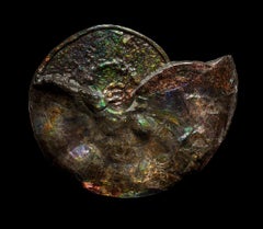 Large Iridescent Ammonite