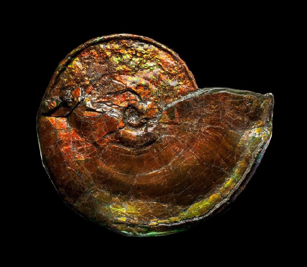 Ammonites are extinct molluscs of the class Cephalopoda, order Ammonoidea. Ammonite is a palaeontological term applied to a group of extinct marine cephalopods- squid-likeorganisms with disk-shaped coiled shells that are divided internally into