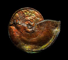 Large Iridescent Ammonite