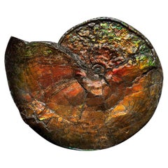 Antique Large Iridescent Ammonite