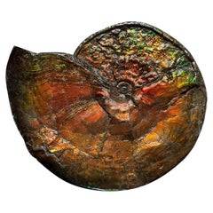 Large Iridescent Ammonite