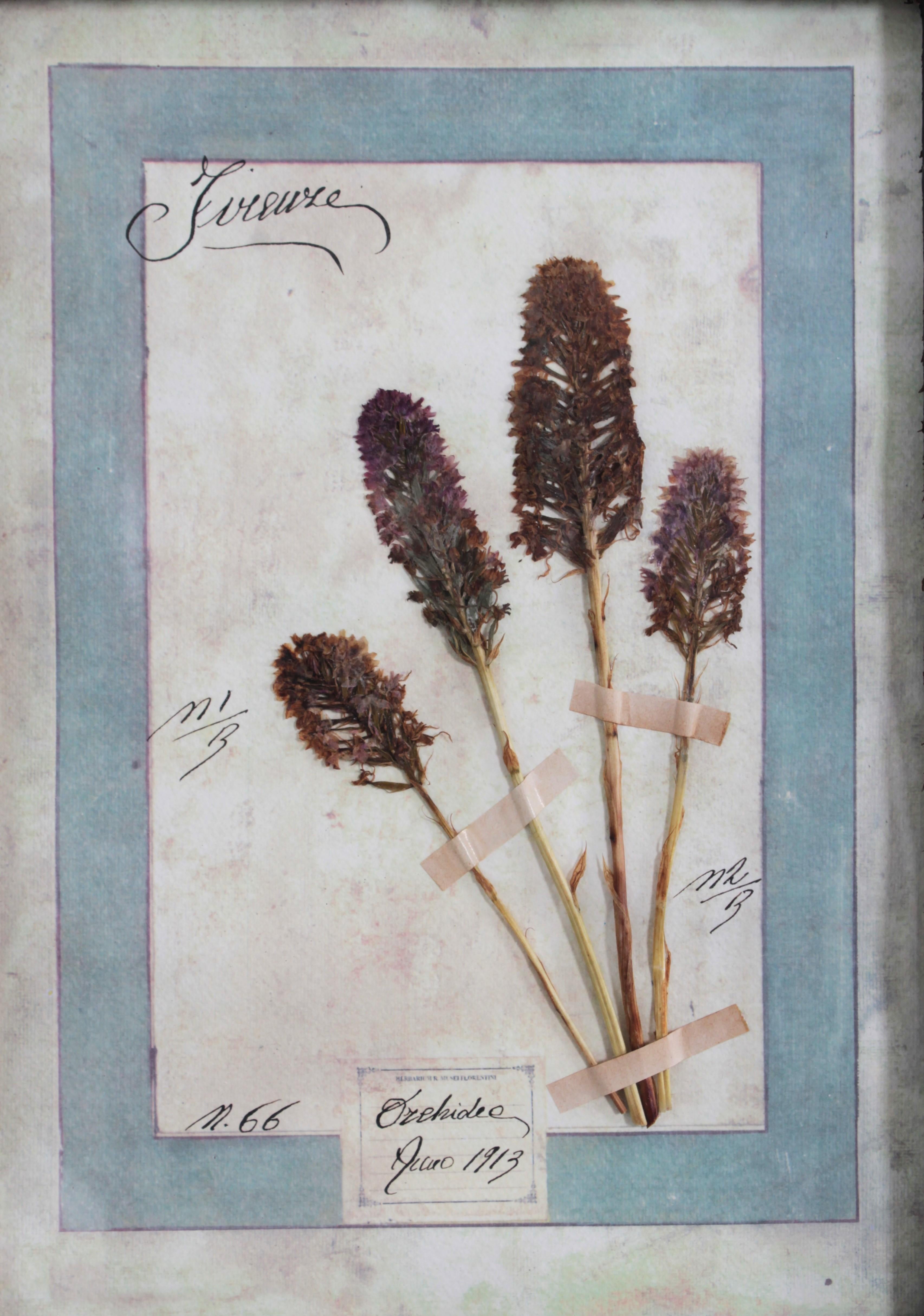Großes italienisches Herbarium, 3 Pieces mit je 16 Pflanzenstudien im Angebot 7