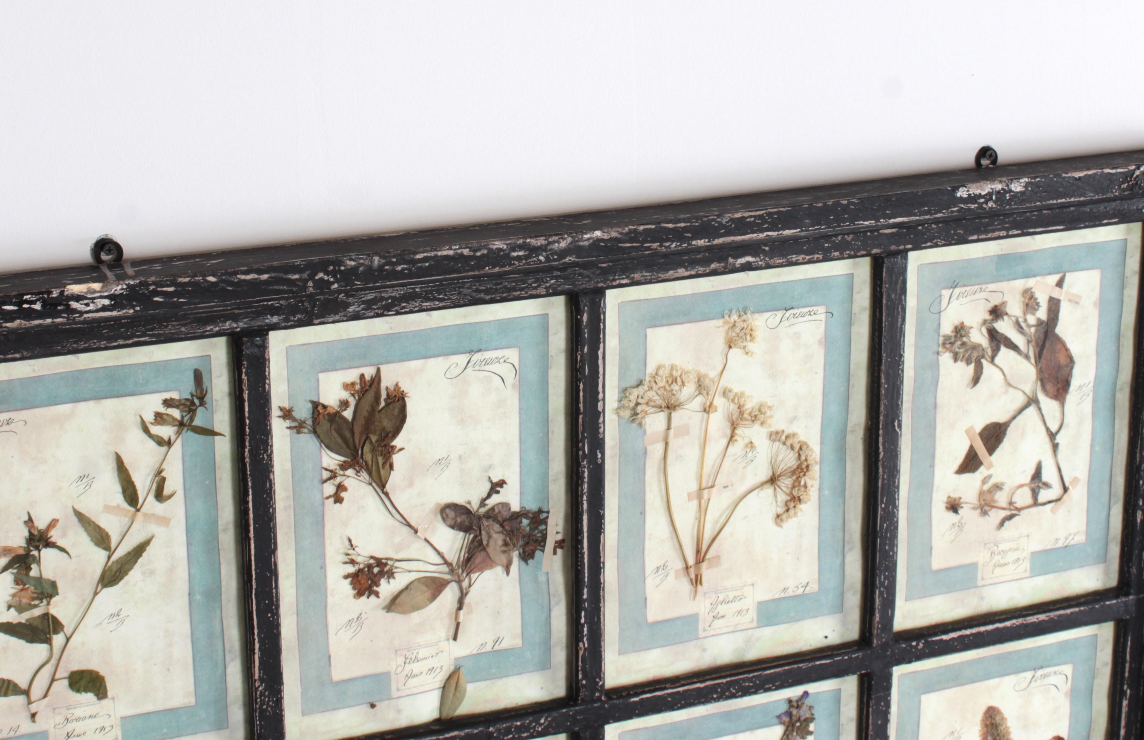 Großes italienisches Herbarium, 3 Pieces mit je 16 Pflanzenstudien im Angebot 2