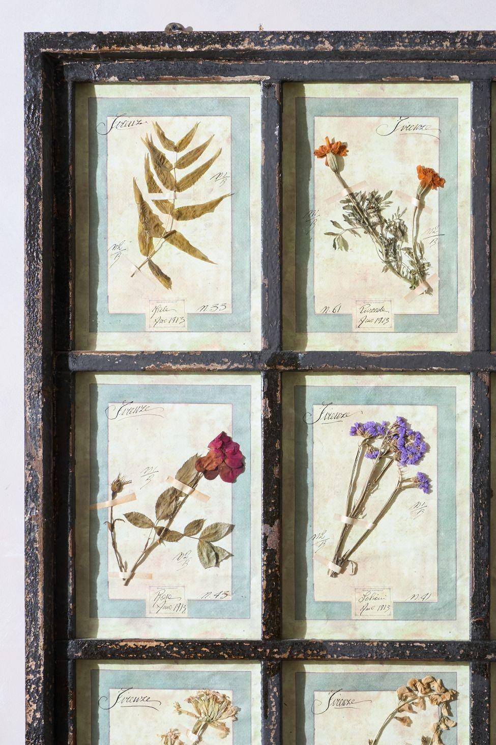 Dies ist eine äußerst dekorative Sammlung italienischer Trockenblumen aus dem frühen 20. Jahrhundert, die in einen beeindruckenden, stark beschädigten Fensterrahmen eingefasst ist. Nicht aus der Zeit, aber die Herbarien kommen perfekt zur Geltung.