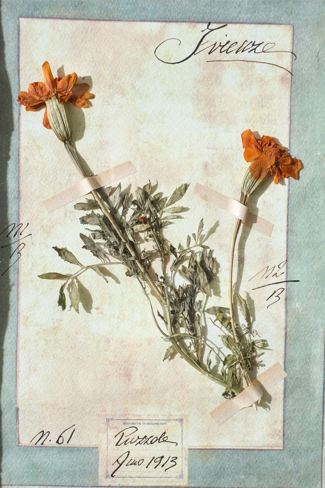 Großer italienischer Aquarell-Pflanzgefäßstudienrahmen - Nr. 1 (Glas) im Angebot