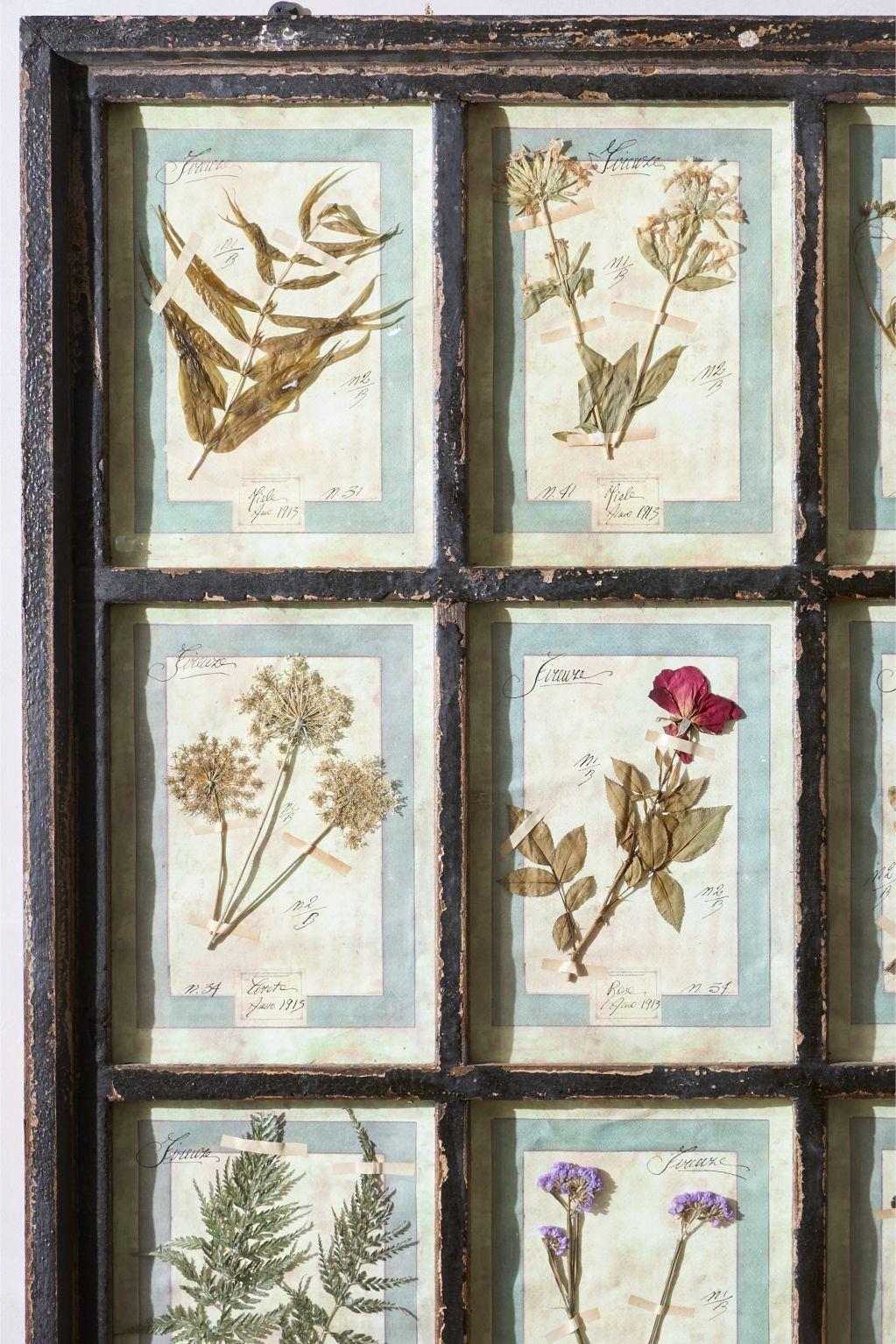 This is a hugely decorative collection of early 20th century Italian dried flower specimens framed in a stunning heavily distressed window frame. Not of the period but sets the Herbariums off perfectly. The pages that the herbariums are on have