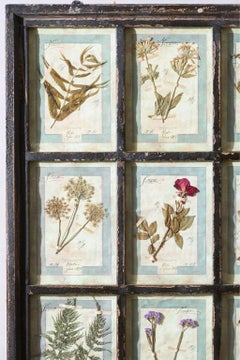 Large Italian Herbarium Plant study frame - No 2