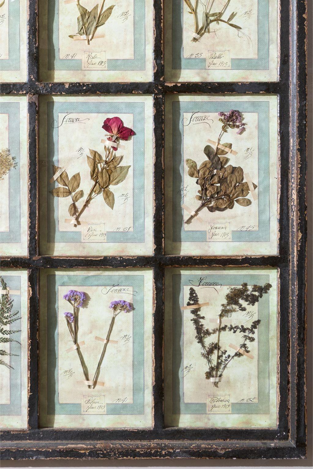 Large Italian Herbarium Plant study frame - No 2 In Good Condition In Malton, GB