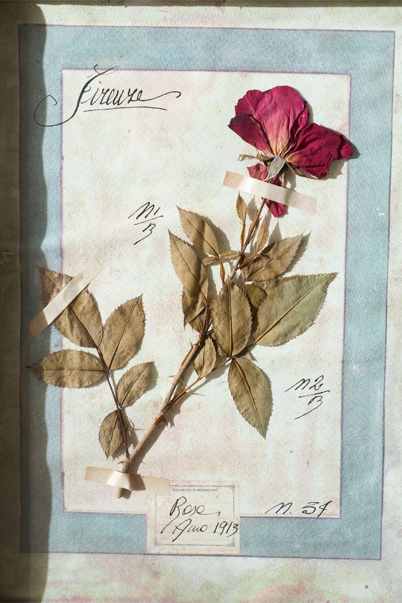 20th Century Large Italian Herbarium Plant study frame - No 2